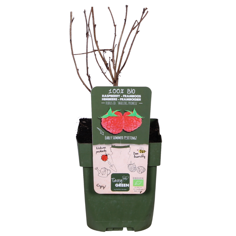 Himbeere - Rubus idaeus &