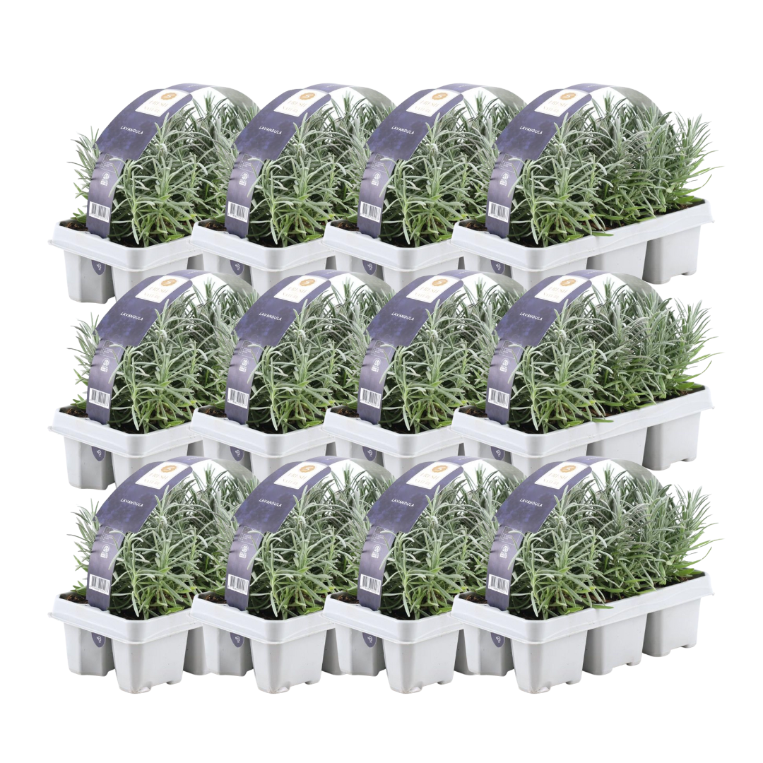 Lavendel lila - 72er Set - Ø7 cm - ↕15 cm