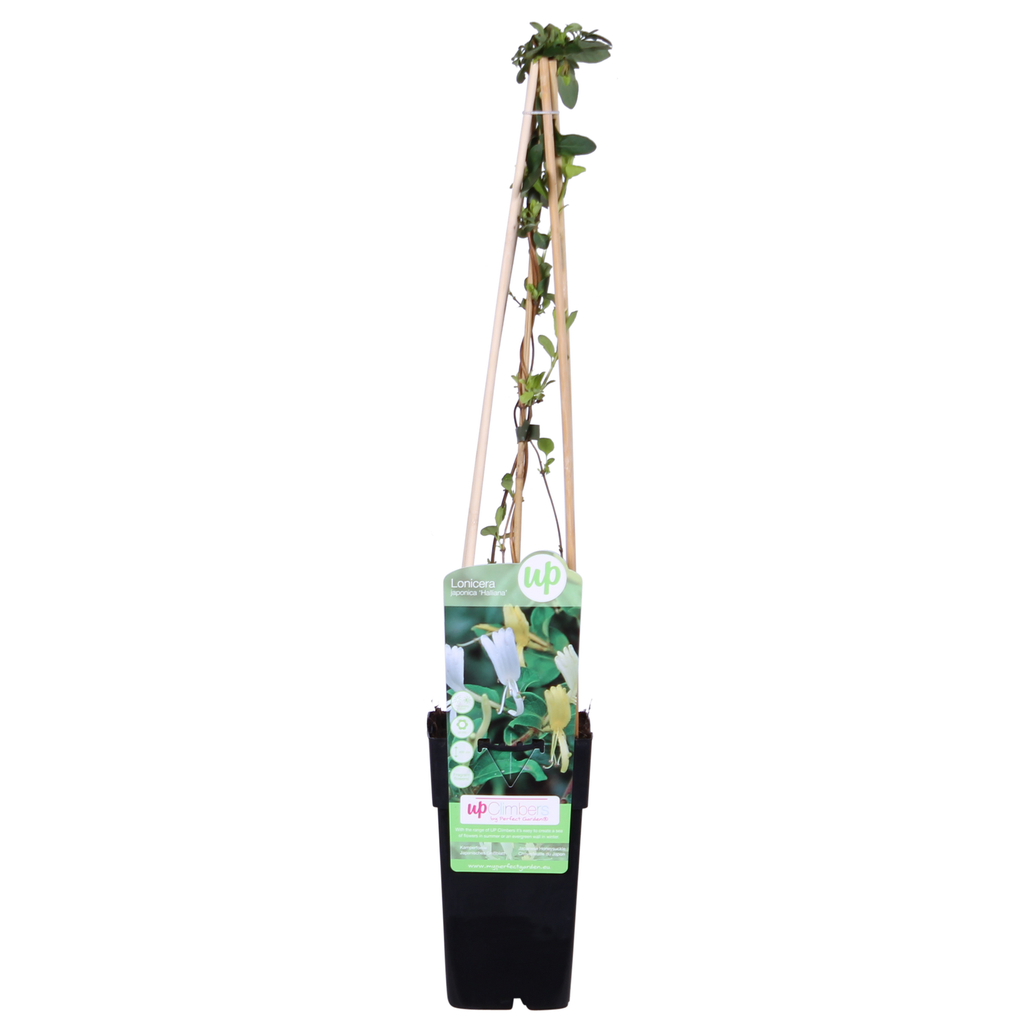 Japanisches Geißblatt - Lonicera japonica &