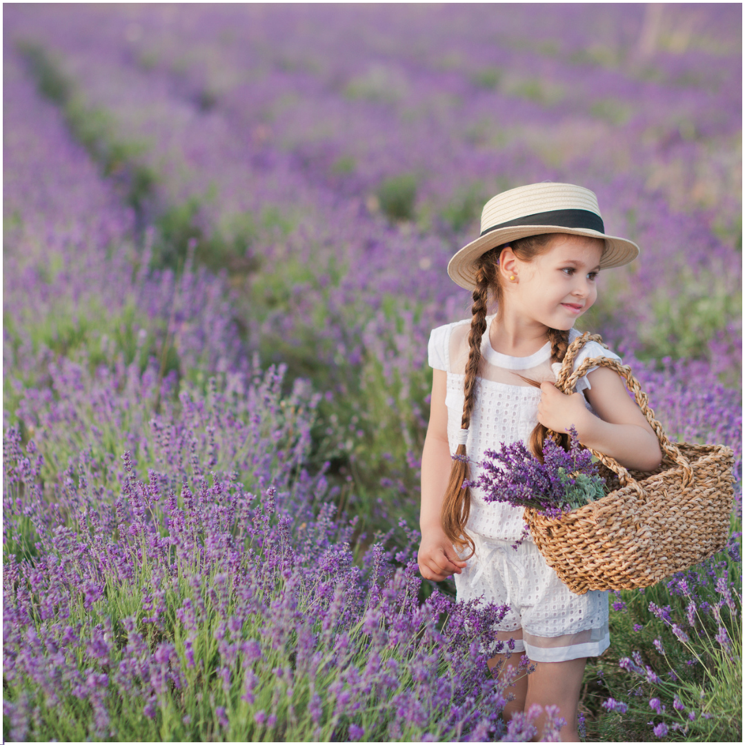 Lavendel lila (6er Set) - 6 x Ø7 cm - ↕25 cm