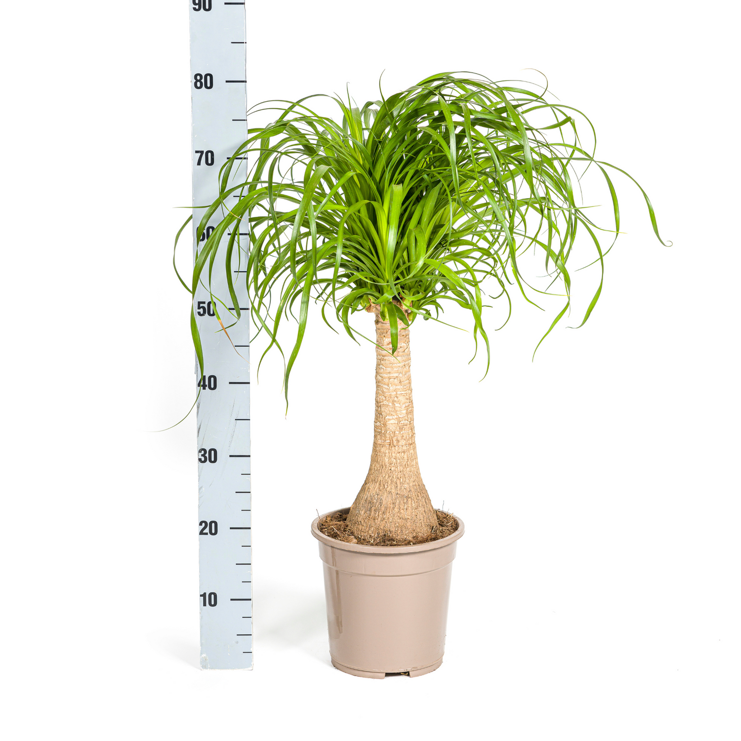 Elefantenfuß mit Korb - Beaucarnea Recurvata Stamm - Ø21cm - ↕60 - 80cm
