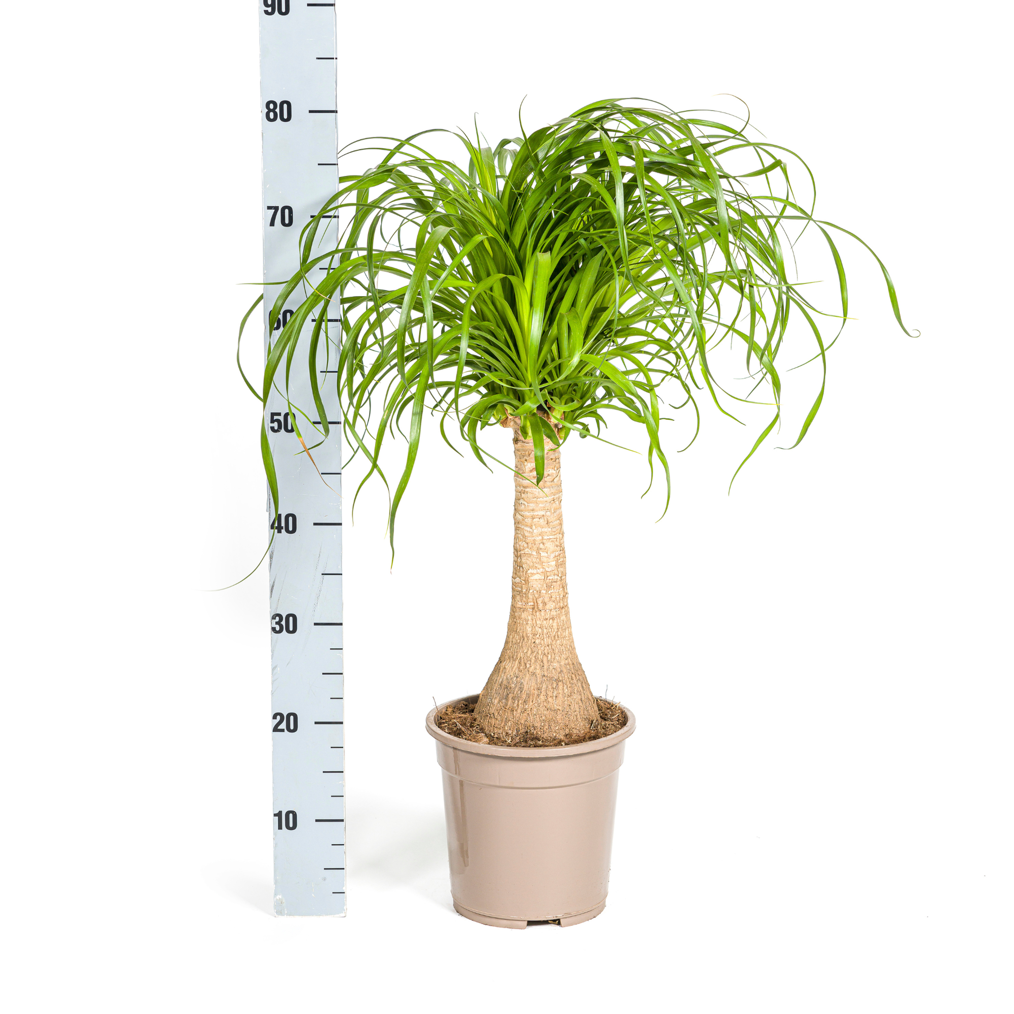 Elefantenfuß mit Korb - Beaucarnea Recurvata Stamm - Ø21cm - ↕60 - 80cm
