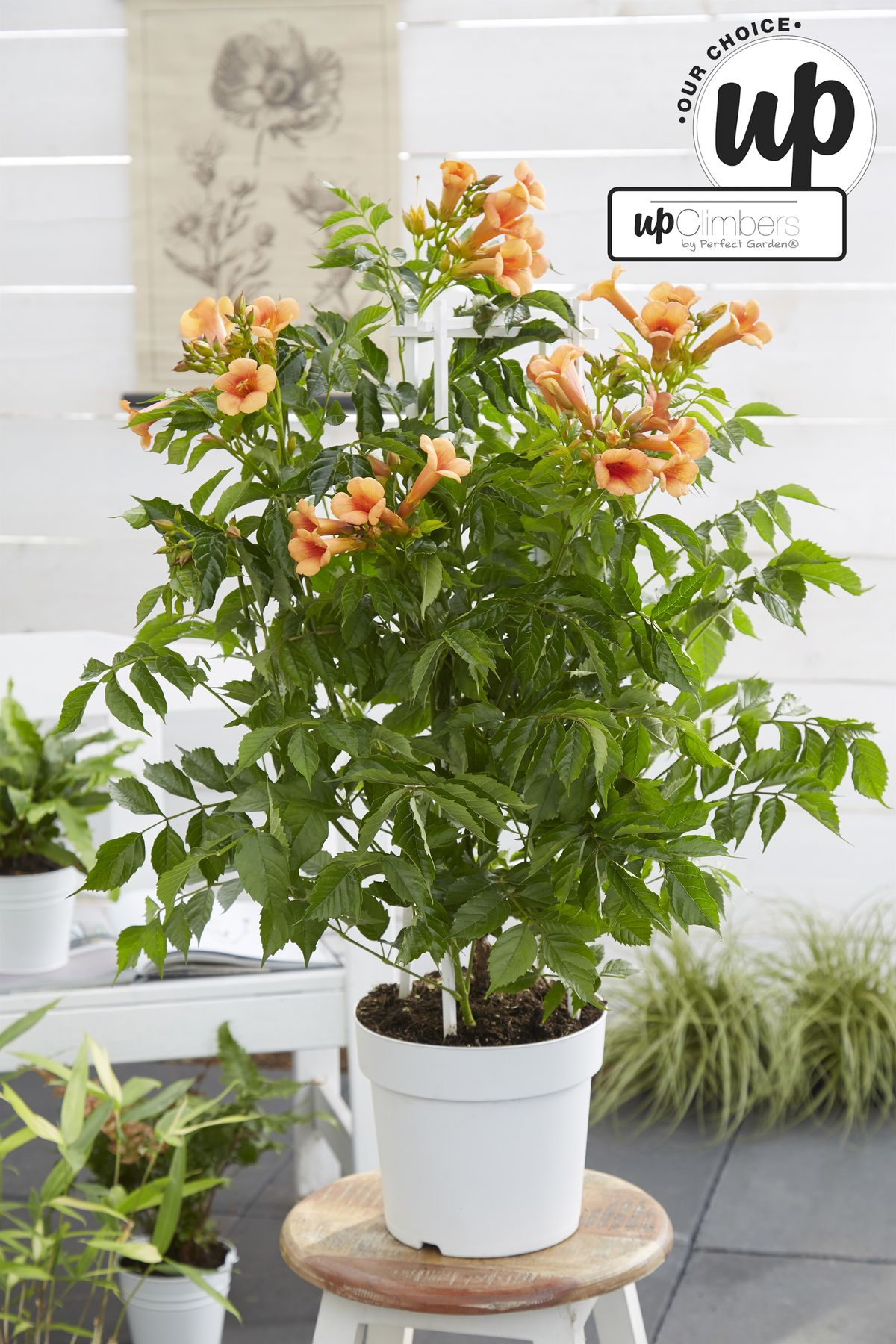 Trompetenblume - Campsis Indian Summer Orange - Ø15cm - ↕65cm