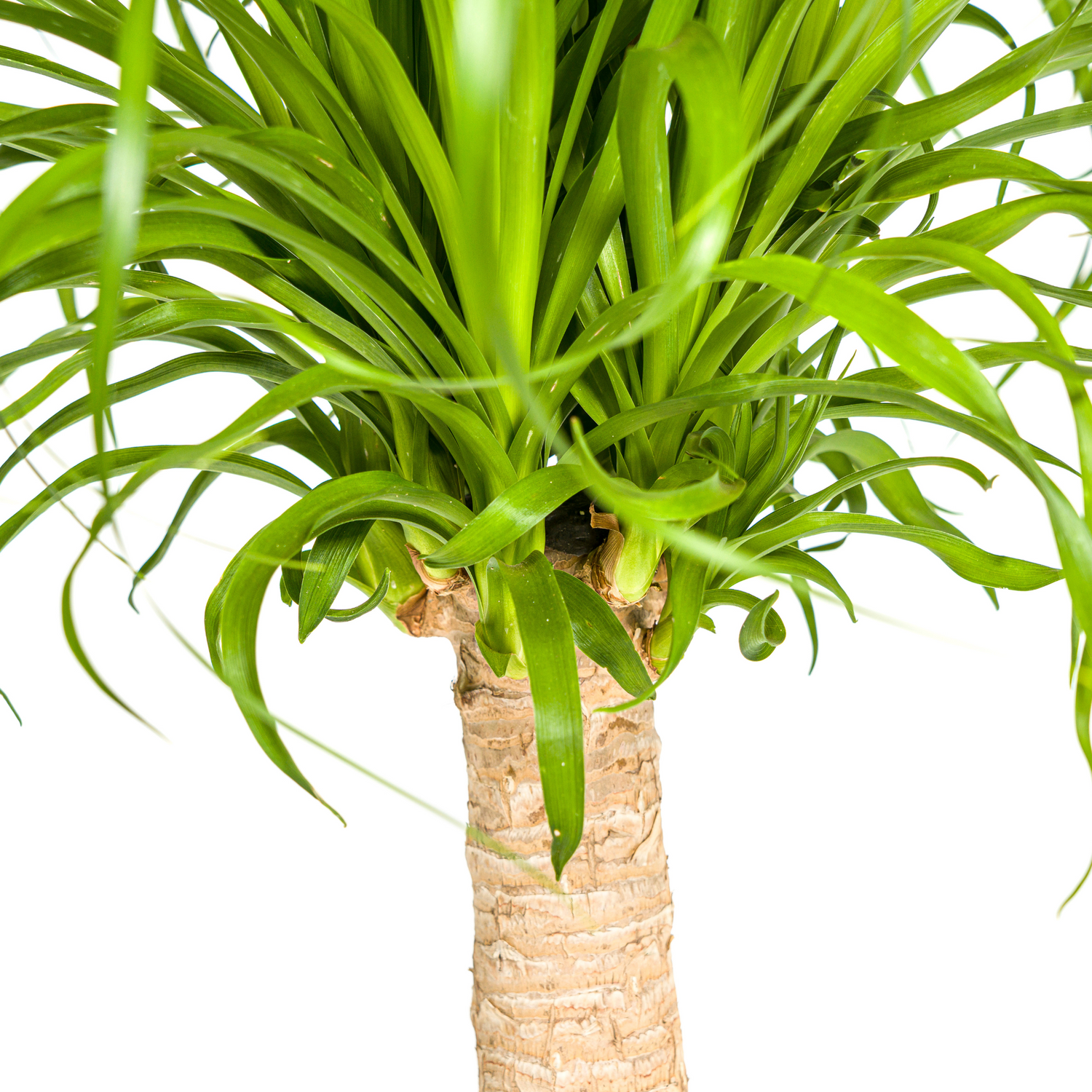 Elefantenfuß mit Korb - Beaucarnea Recurvata Stamm - Ø21cm - ↕60 - 80cm