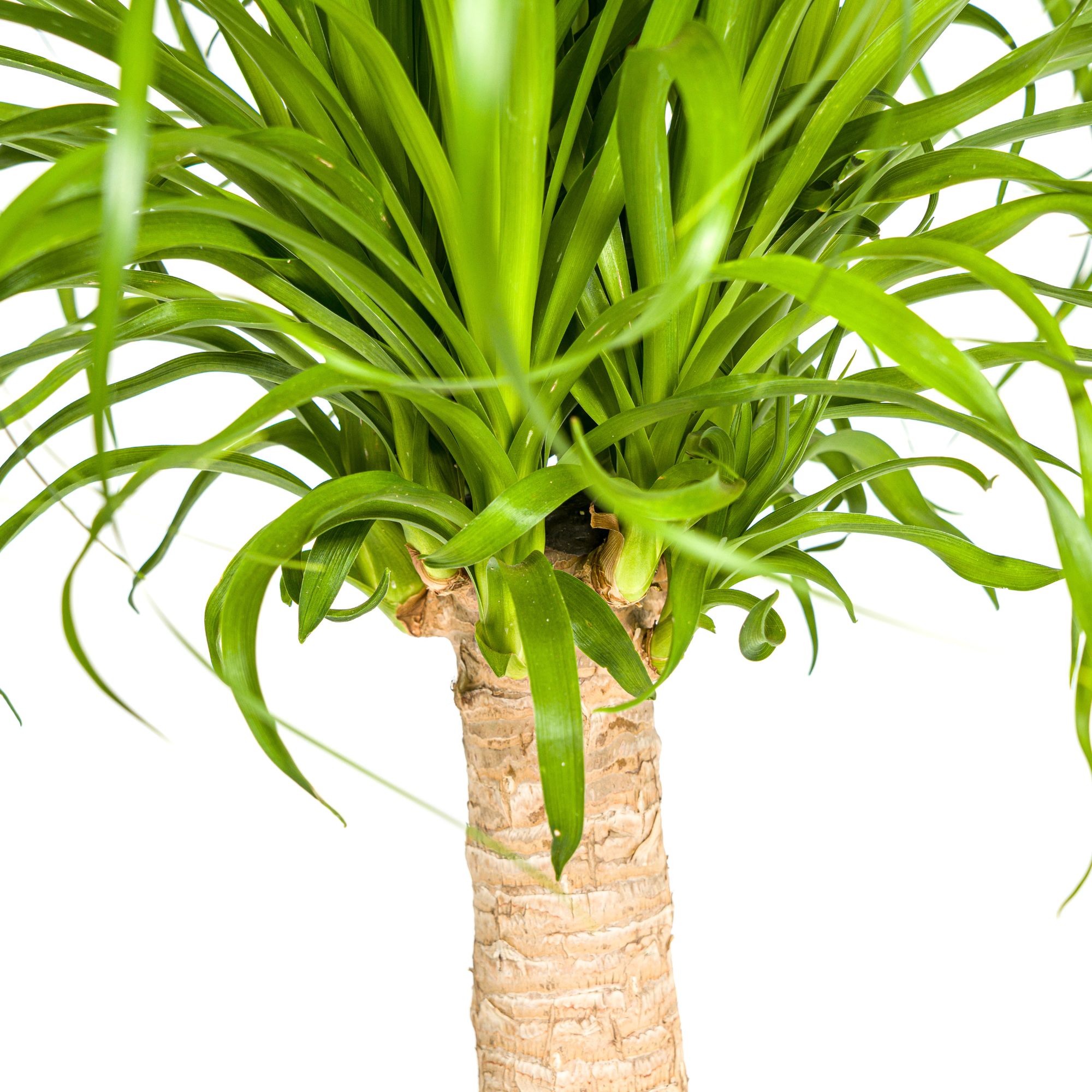 Elefantenfuß mit Korb - Beaucarnea Recurvata Stamm - Ø21cm - ↕60 - 80cm