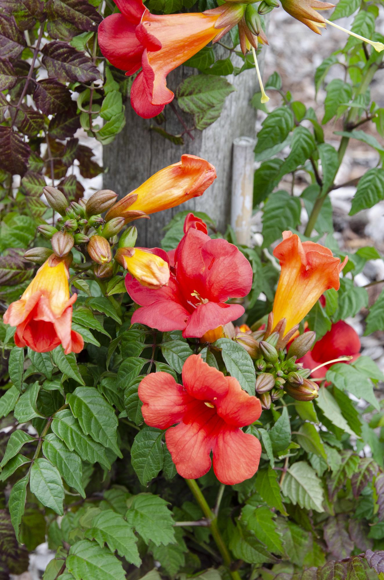Trompetenblume - Campsis Summer Jazz Fire Trumpet - Ø19cm - ↕70cm - Ø15 - ↨65cm