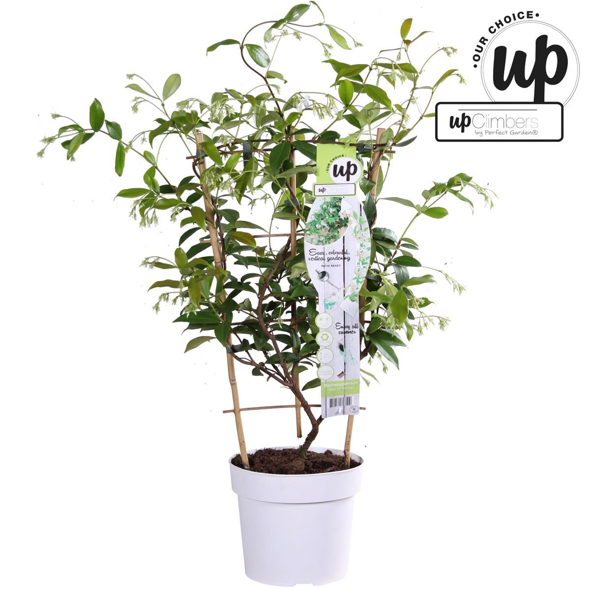 Toskanischer Jasmin Weiß - Trachelospermum &