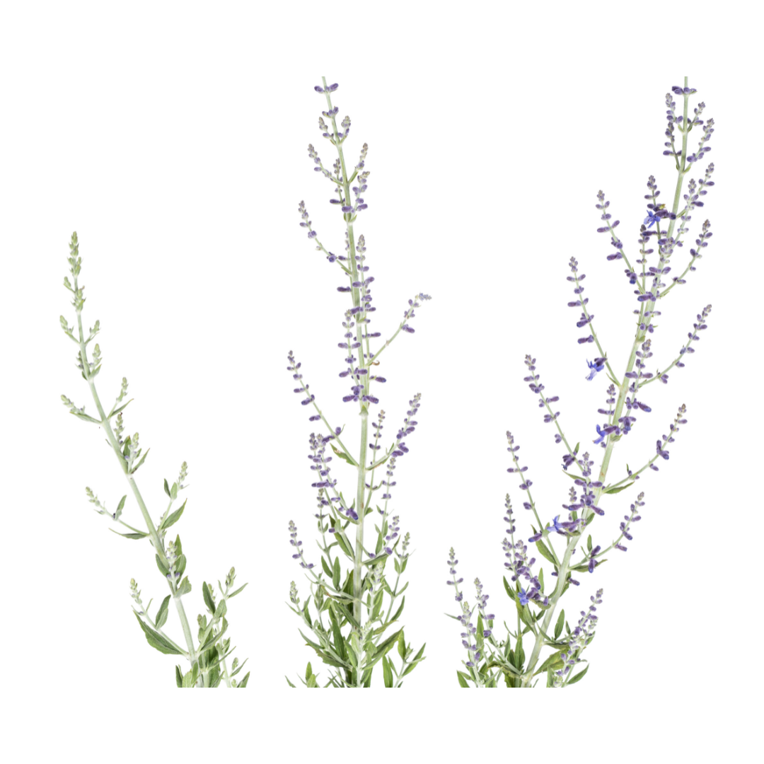 Blauraute - Perovskia atriplicifolia - Ø19cm - ↕50 - 60cm