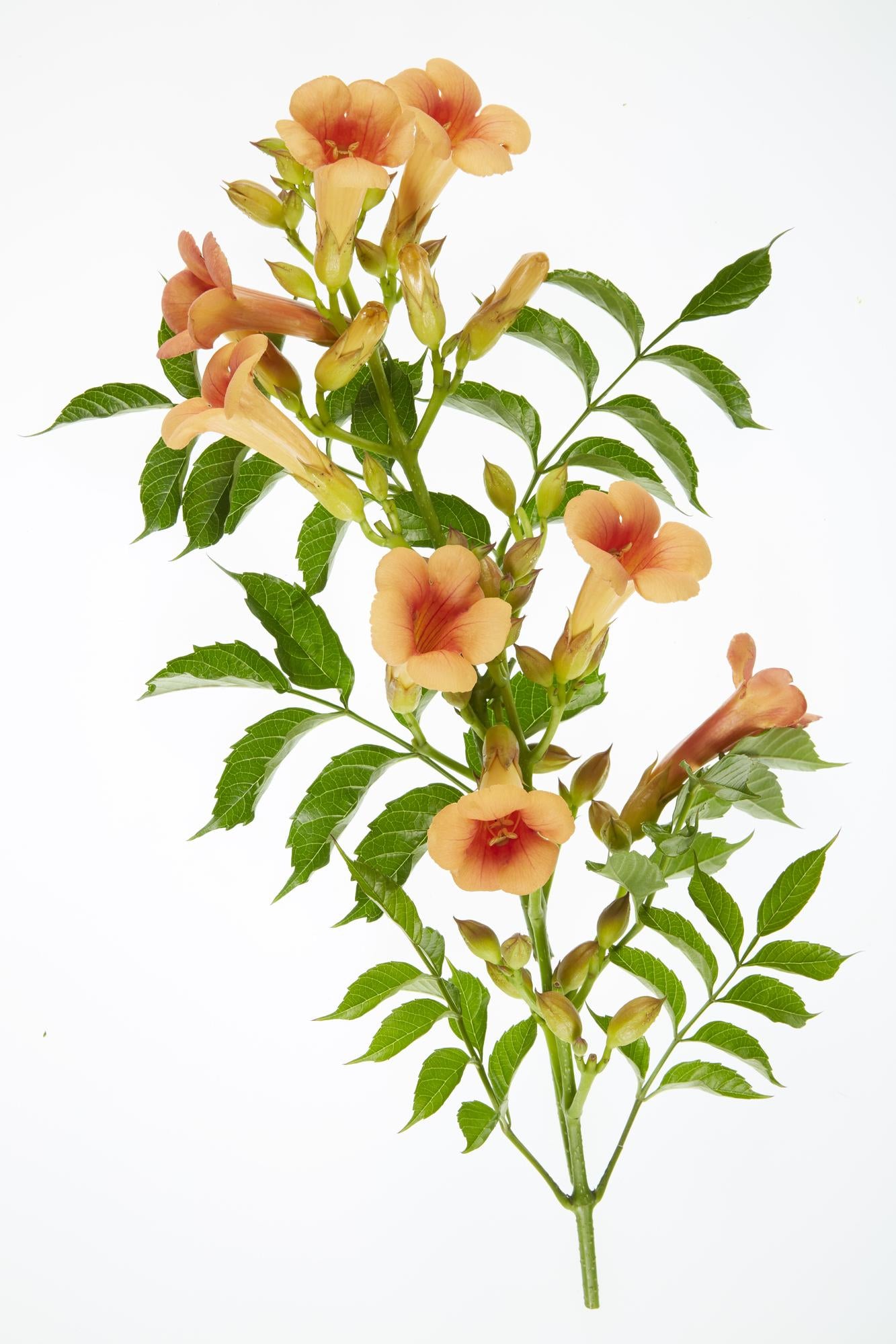 Trompetenblume - Campsis Indian Summer Orange - Ø15cm - ↕65cm