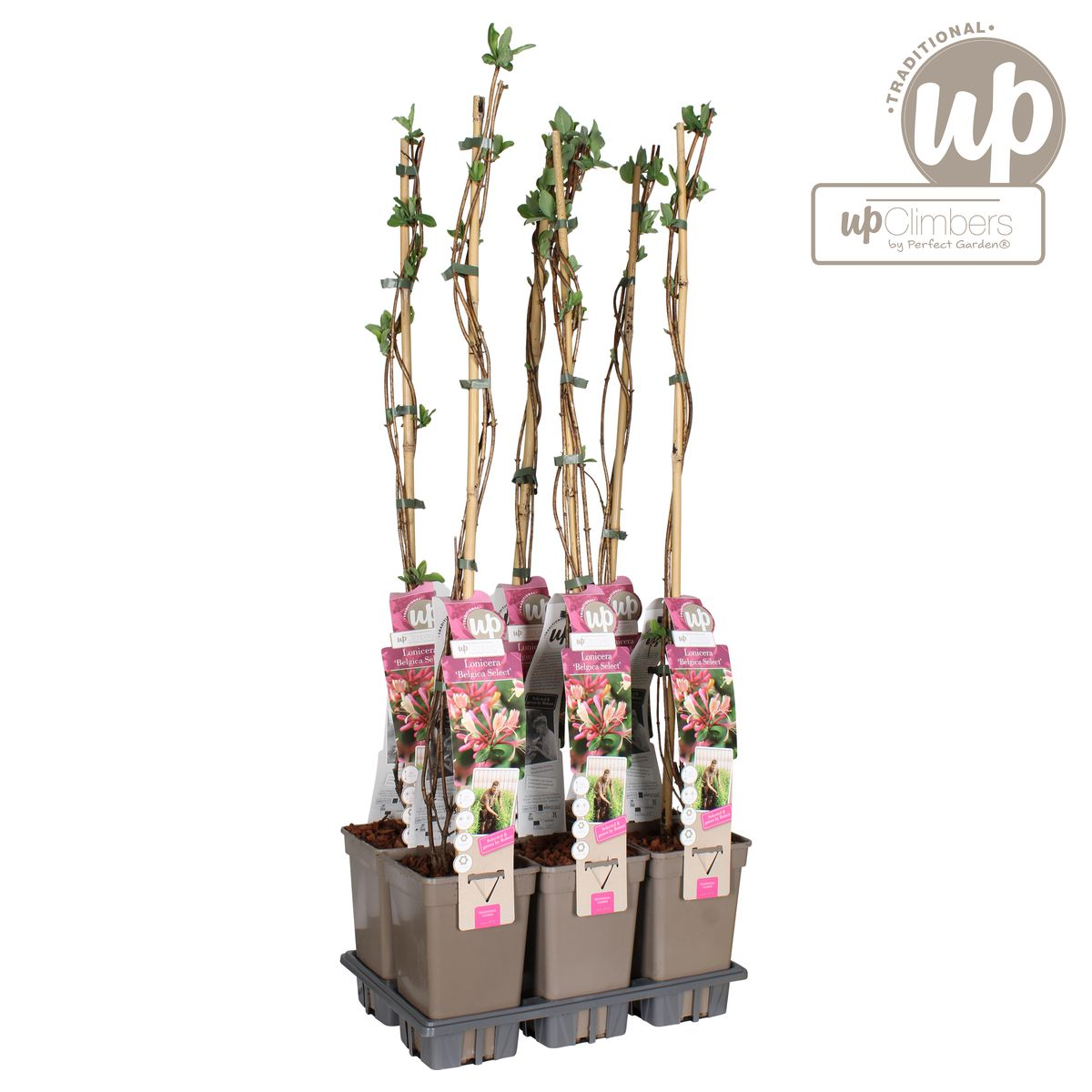 Lonicera periclymenum &