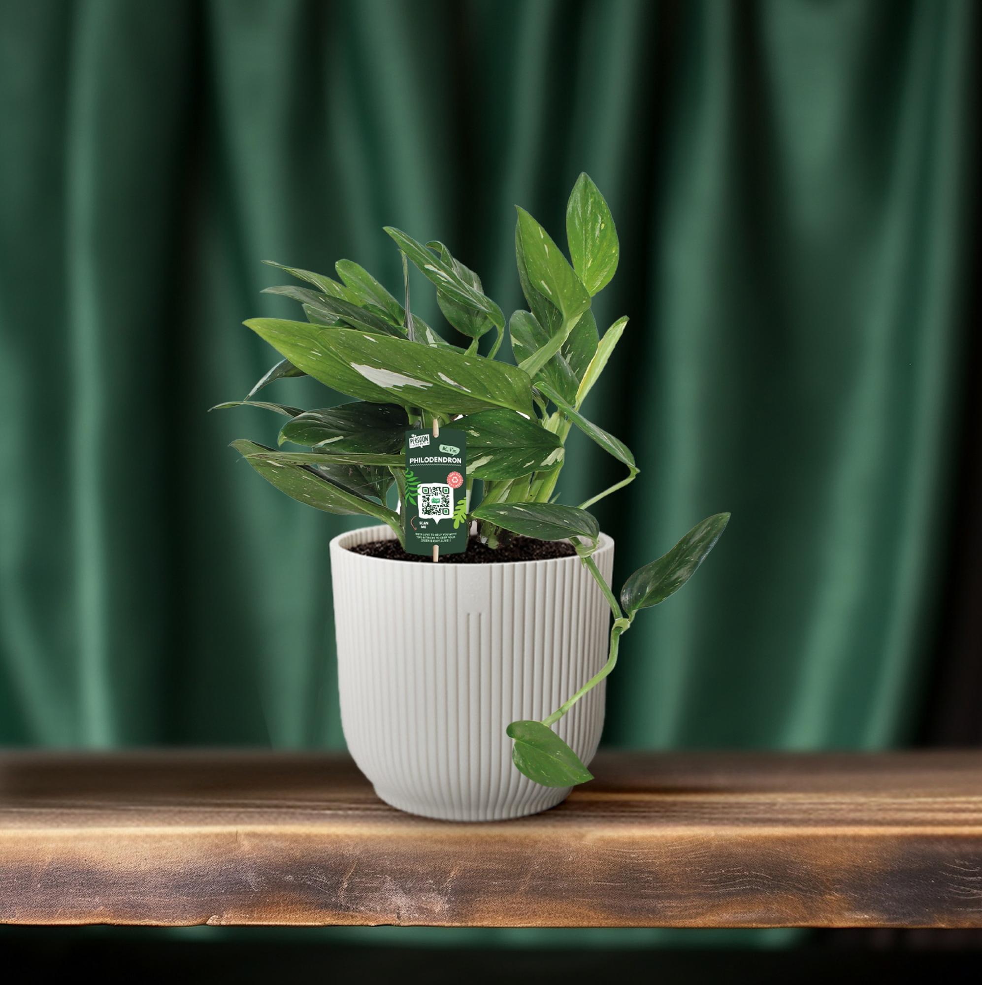 Philodendron Cobra Toef - Ø17cm - ↕50cm