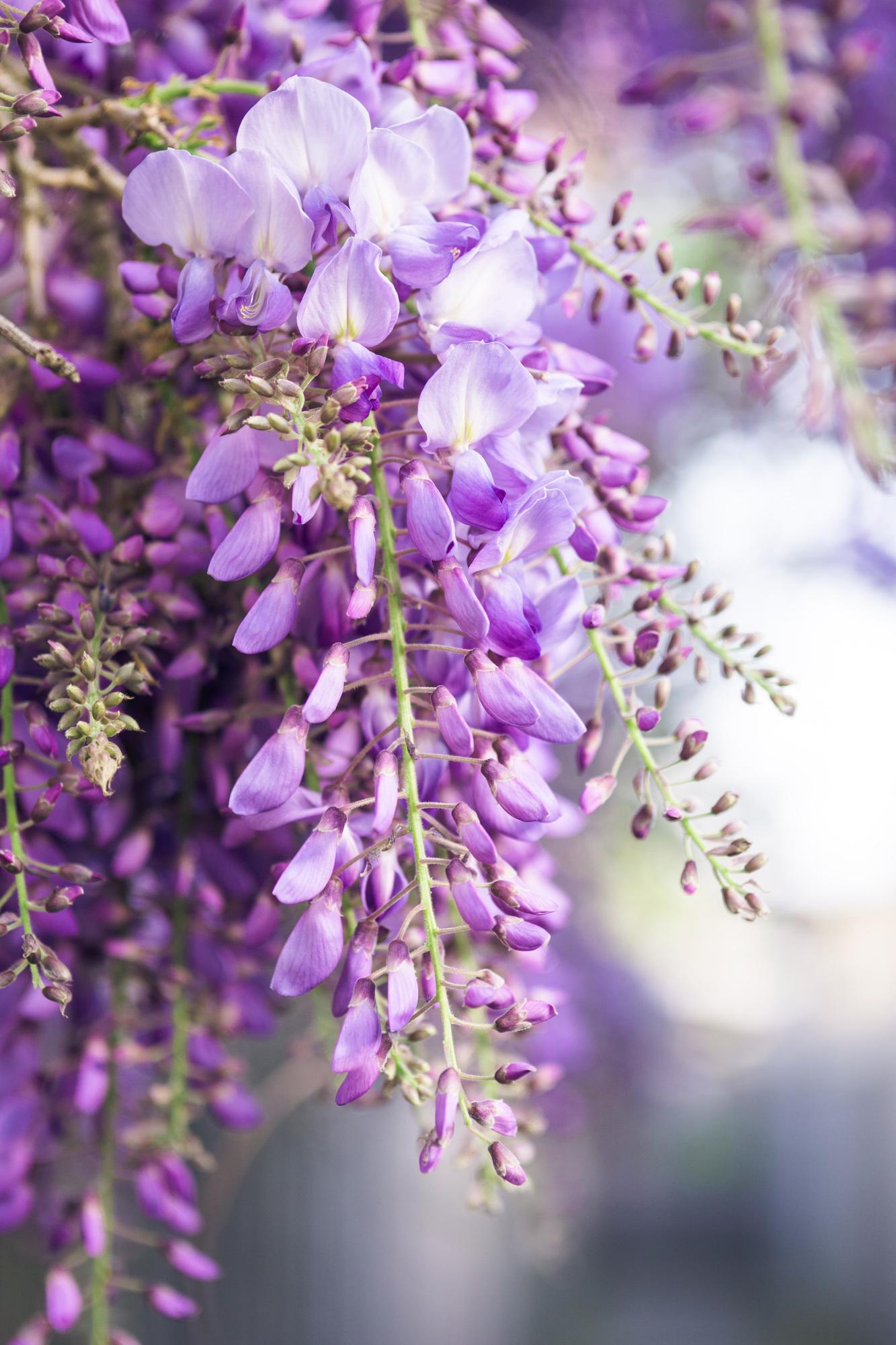 Blauregen - Wisteria floribunda &