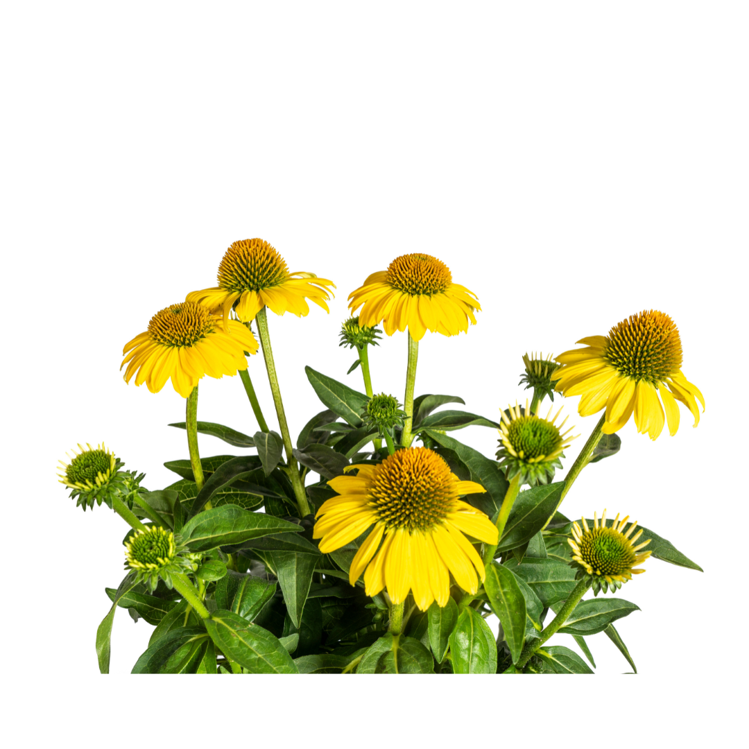 Sonnenhut - Echinacea purpurea Yellow Ø19cm - ↕60 - 70cm
