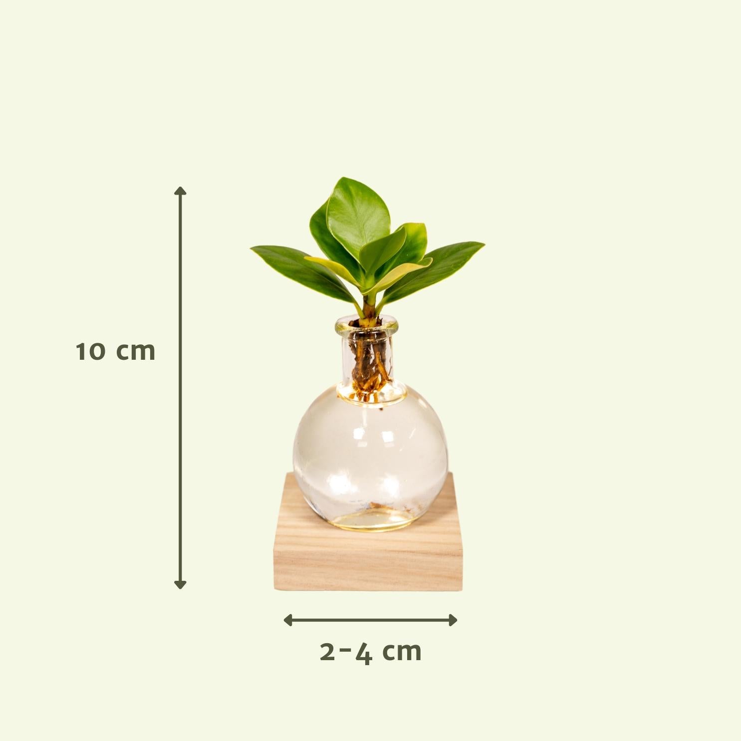 Clusia In Samoa Glas + LED - Ø4cm - ↕10cm