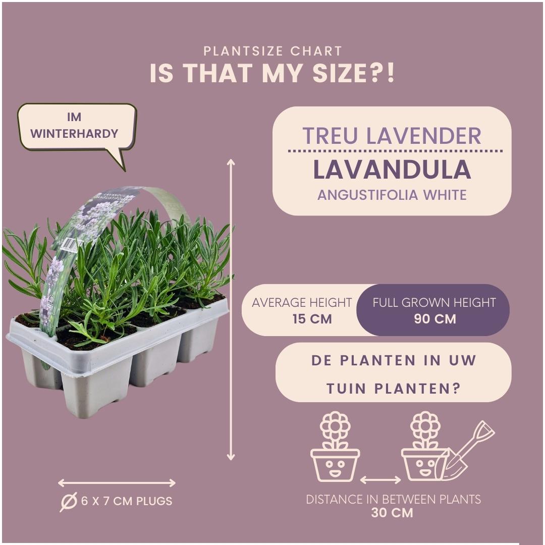 Lavendel weiß (6er Set) - 6 x Ø7 cm - ↕15 cm