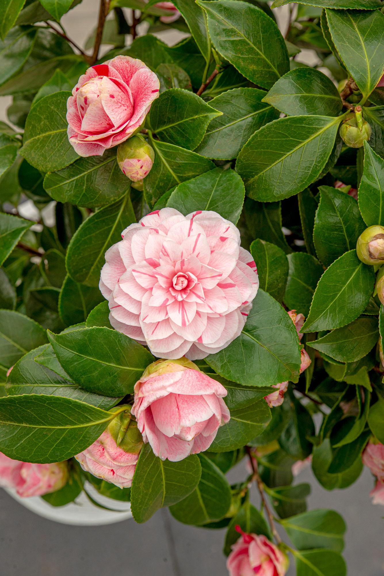Japanische Kamelie - Bonomiana - Ø19 - ↨65cm
