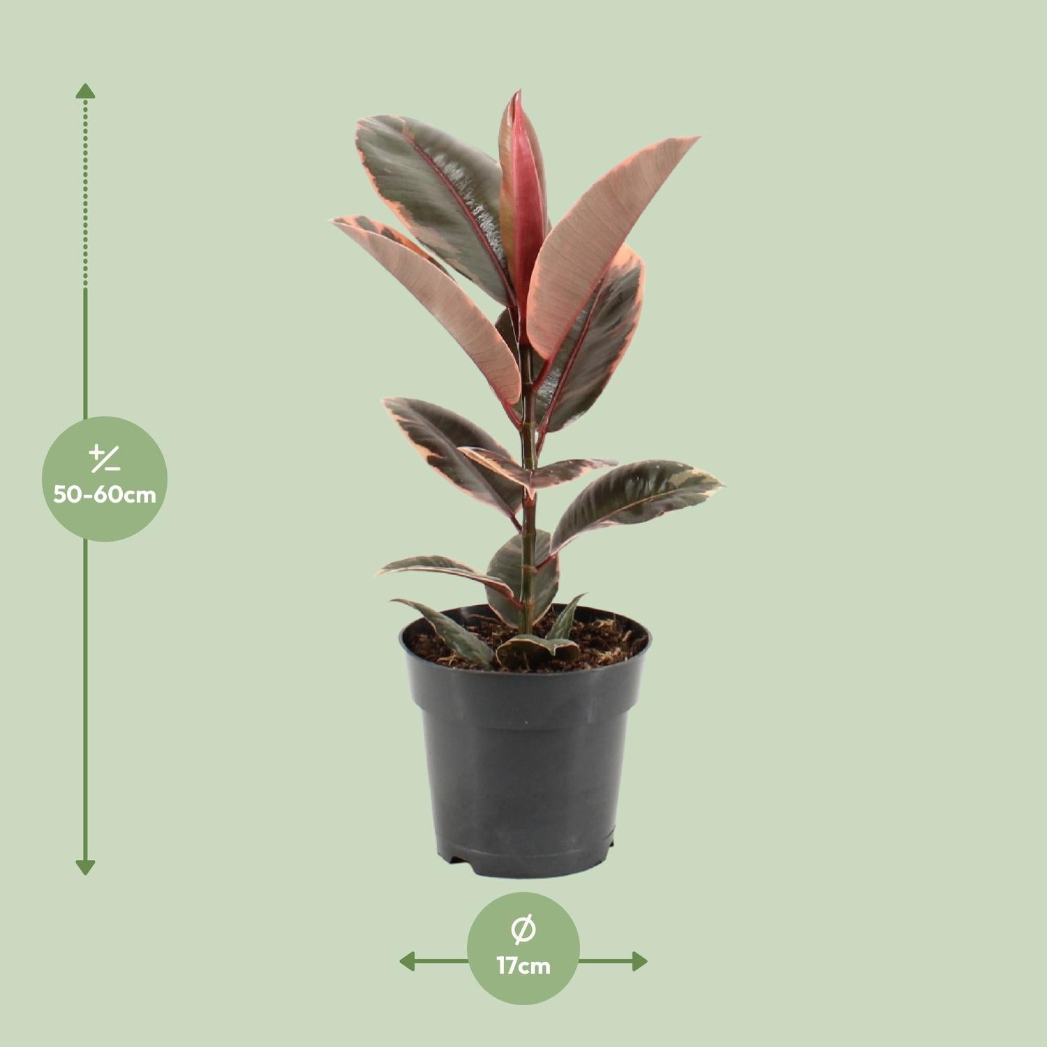 Ficus Elastica Belize - Ø17cm - ↕55cm
