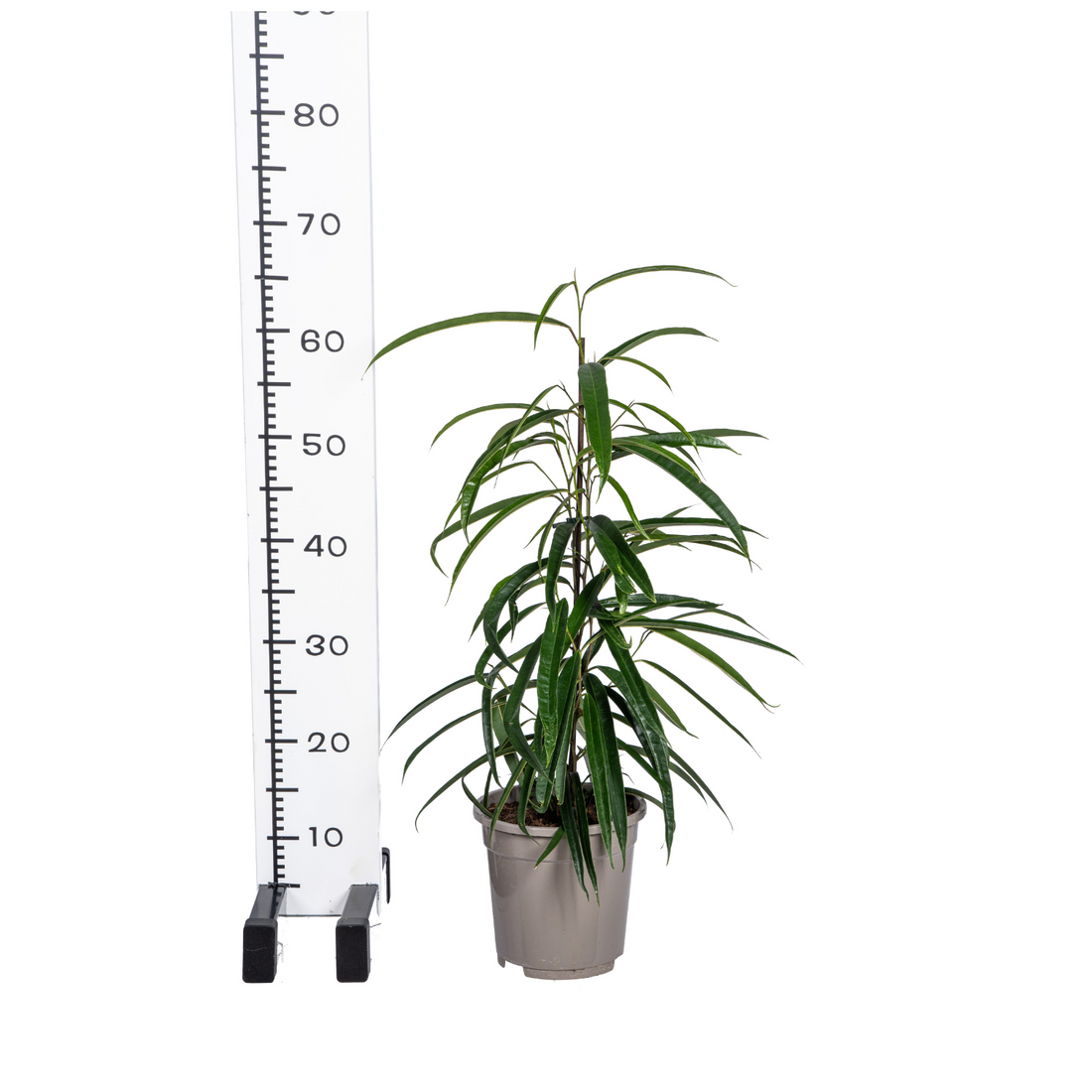 Schmalblättriger Gummibaum - Ficus Binnendijkii Alii Ø17cm - ↕60 - 80cm