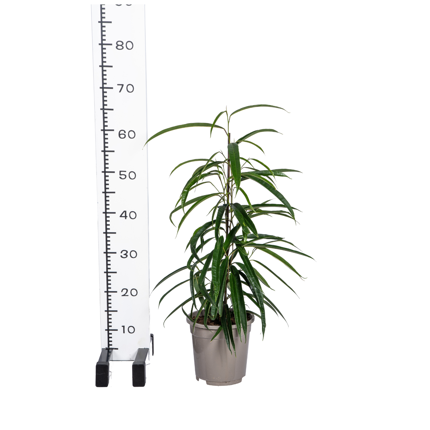 Schmalblättriger Gummibaum - Ficus Binnendijkii Alii Ø17cm - ↕60 - 80cm