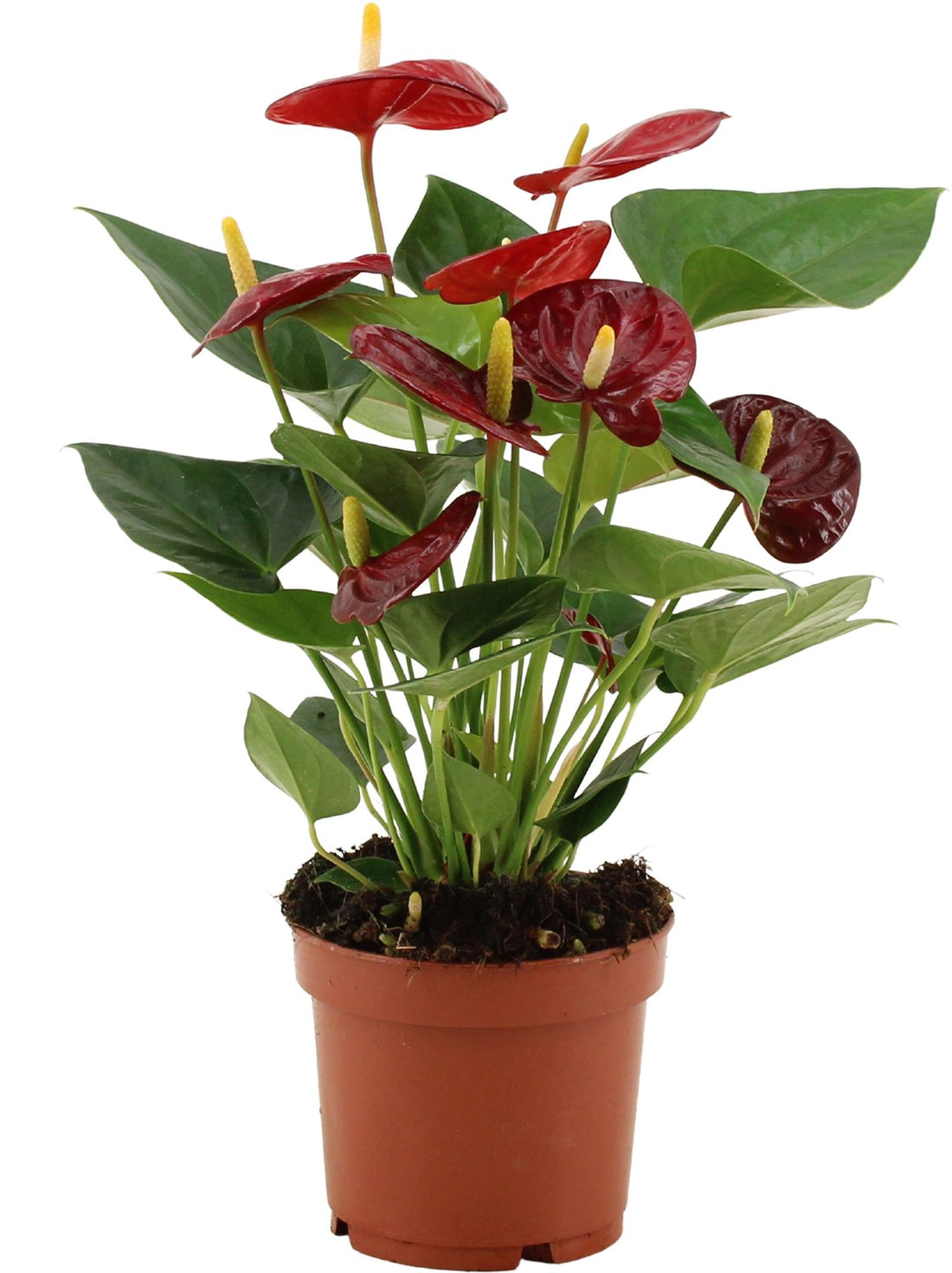 Anthurie - Anthurium Calon - Ø12cm - ↕36cm