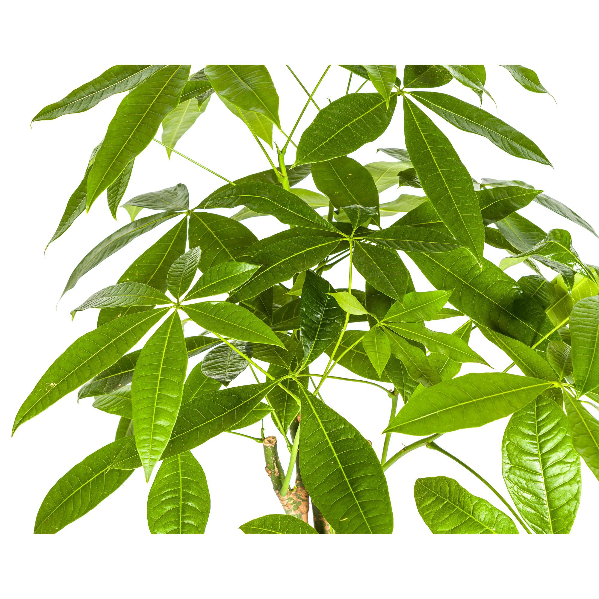 Glückbaum/Geldbaum mit Korb - Pachira Aquatica mit Korb Ø21cm - ↕90 - 110cm
