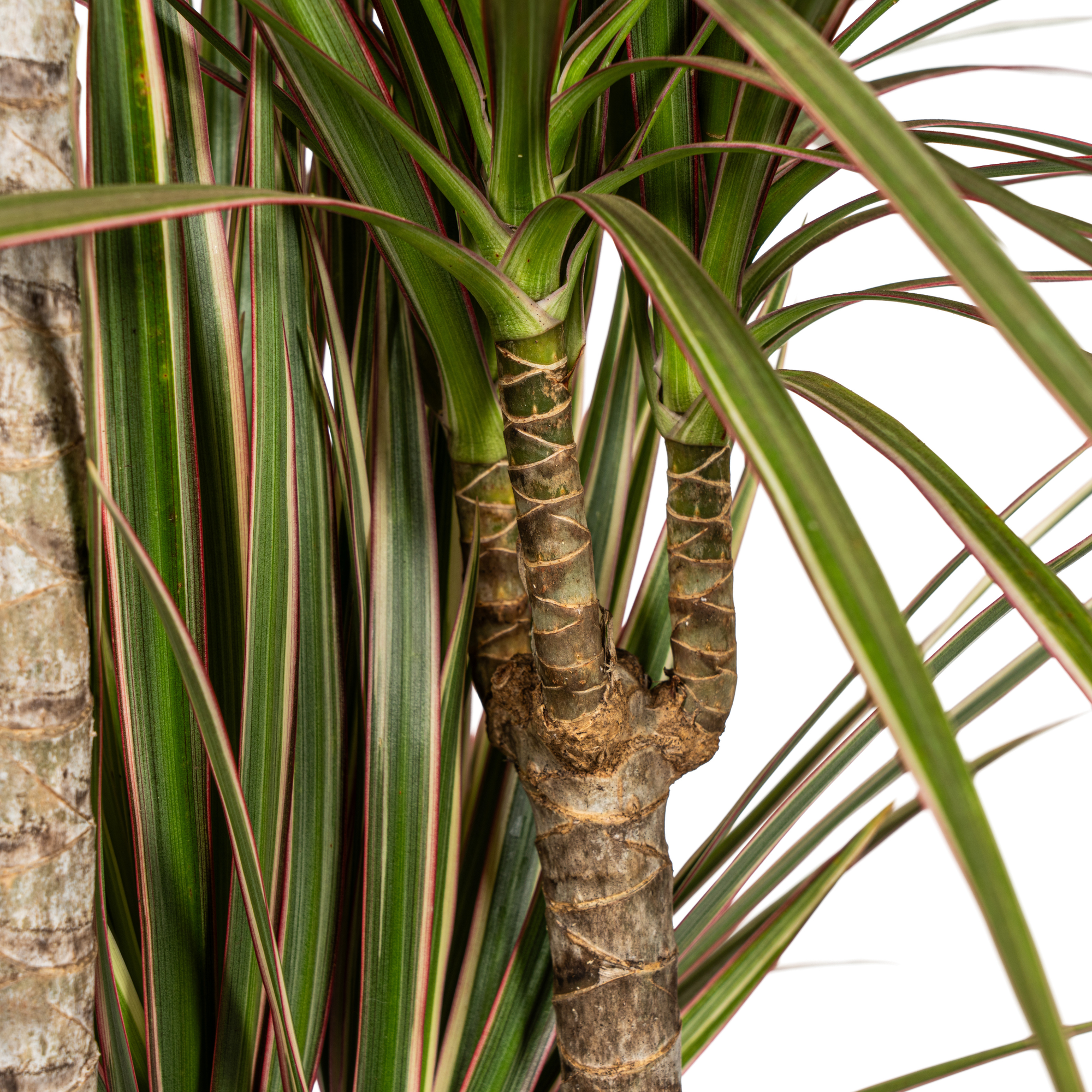 Drachenbaum zweifarbig mit Korb - Dracaena Marginata Bicolor - Ø21cm - ↕110 - 130cm