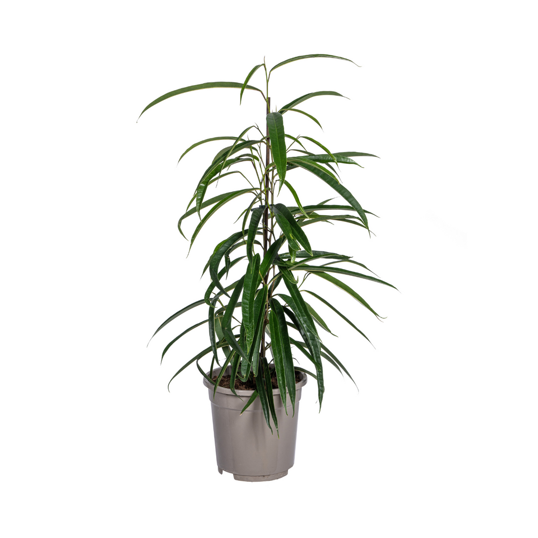 Schmalblättriger Gummibaum - Ficus Binnendijkii Alii Ø17cm - ↕60 - 80cm