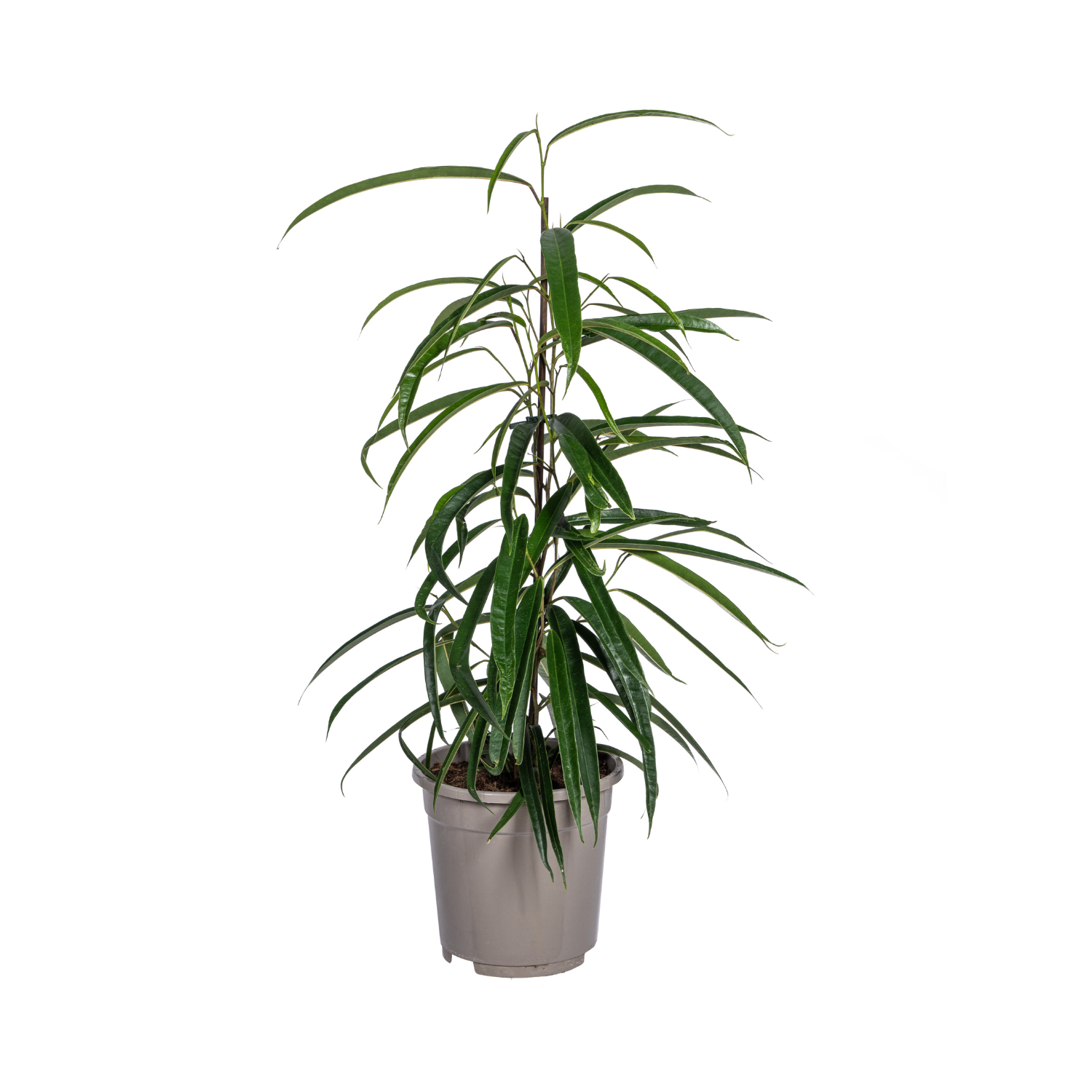 Schmalblättriger Gummibaum - Ficus Binnendijkii Alii Ø17cm - ↕60 - 80cm