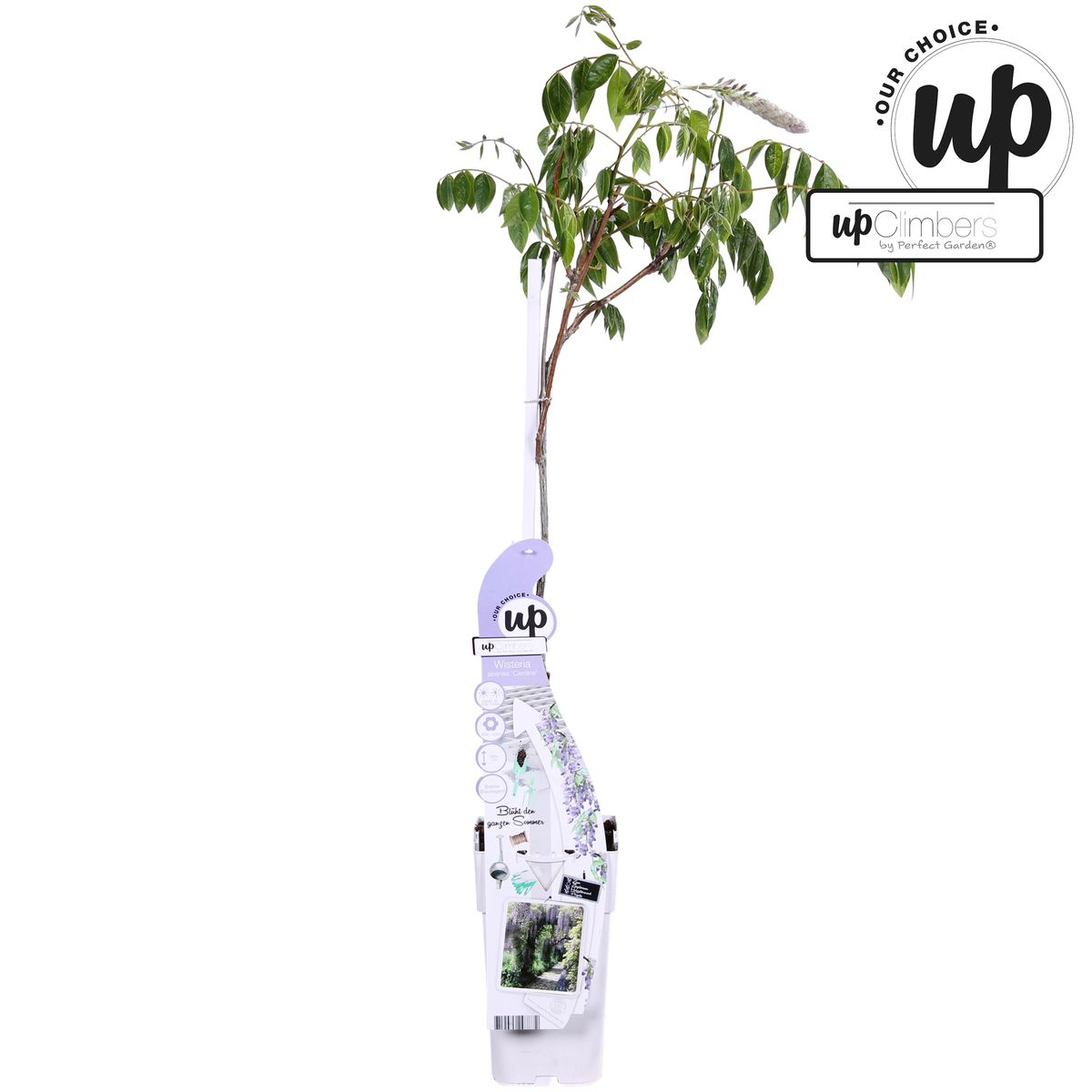 Purpurner Regen - Wisteria sinensis Caroline - Ø15cm - ↕65cm