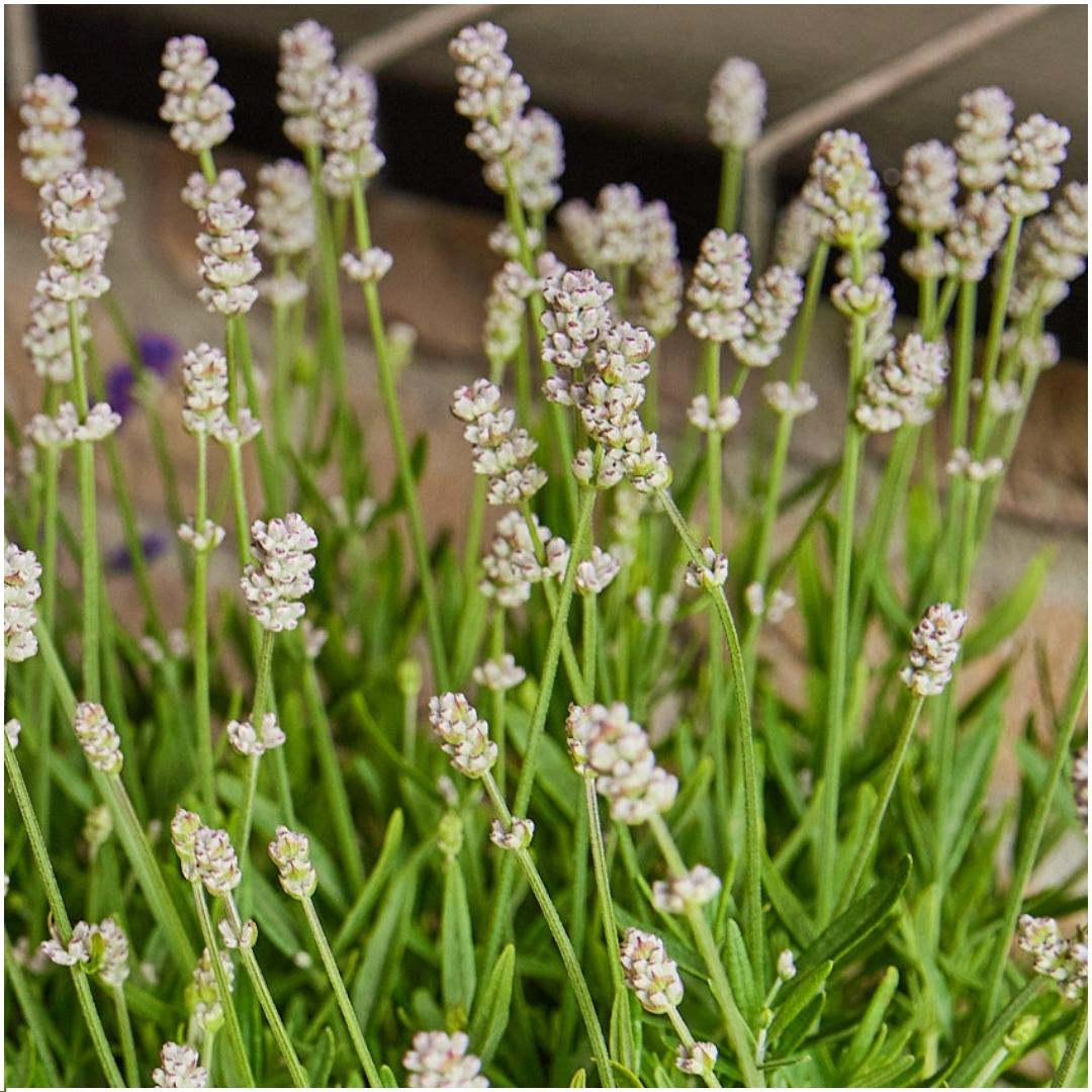 Lavendel weiß (6er Set) - 6 x Ø7 cm - ↕15 cm