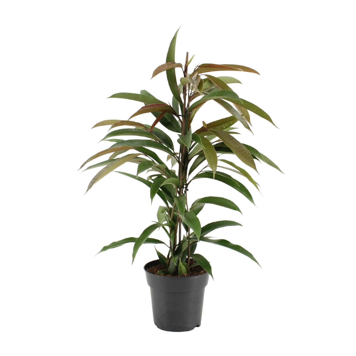Ficus Binnendijkii Amstel King - Ø17cm - ↕70cm
