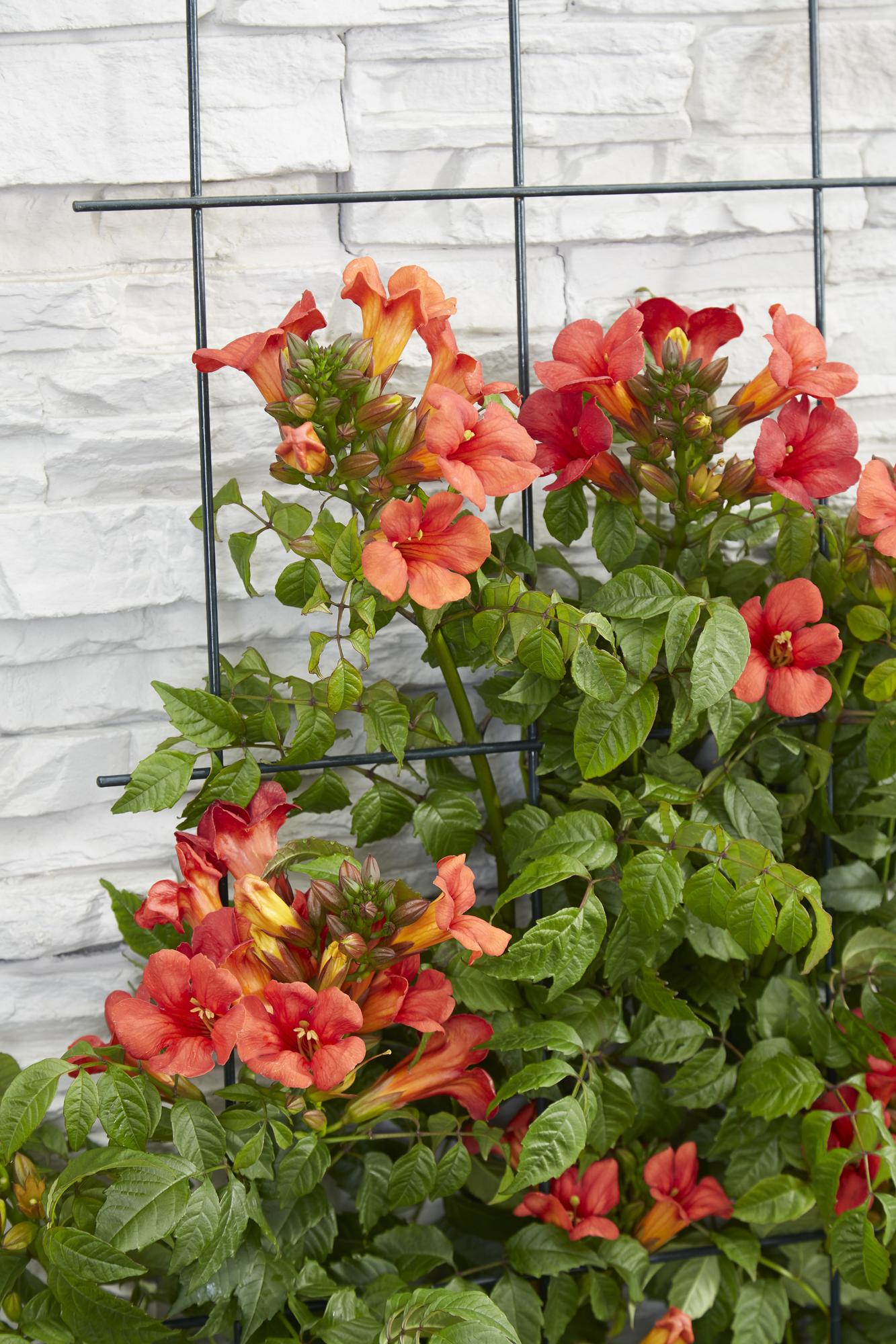 Trompetenblume - Campsis Summer Jazz Fire Trumpet - Ø19cm - ↕70cm - Ø15 - ↨65cm