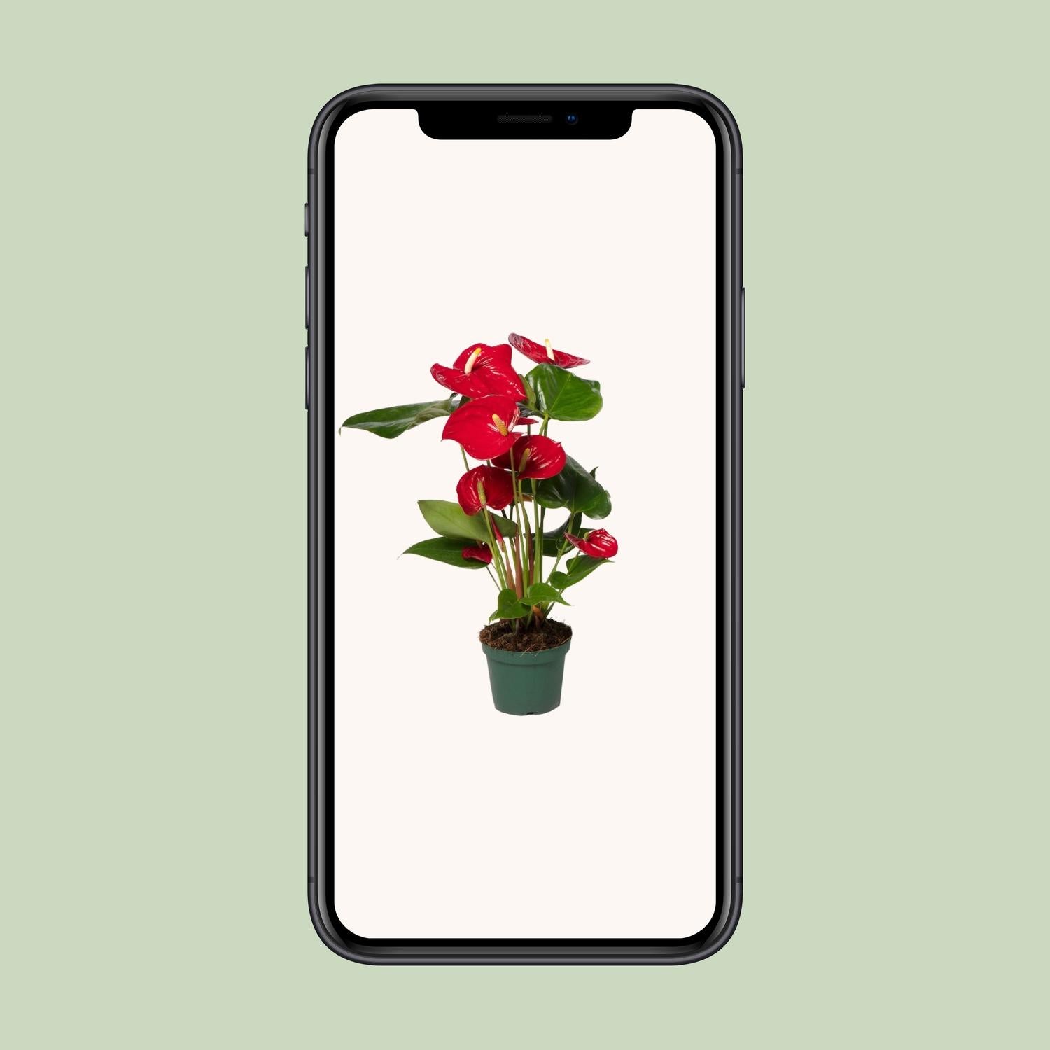Anthurium Red - Ø17cm - ↕55cm - Ø12cm - ↕40cm