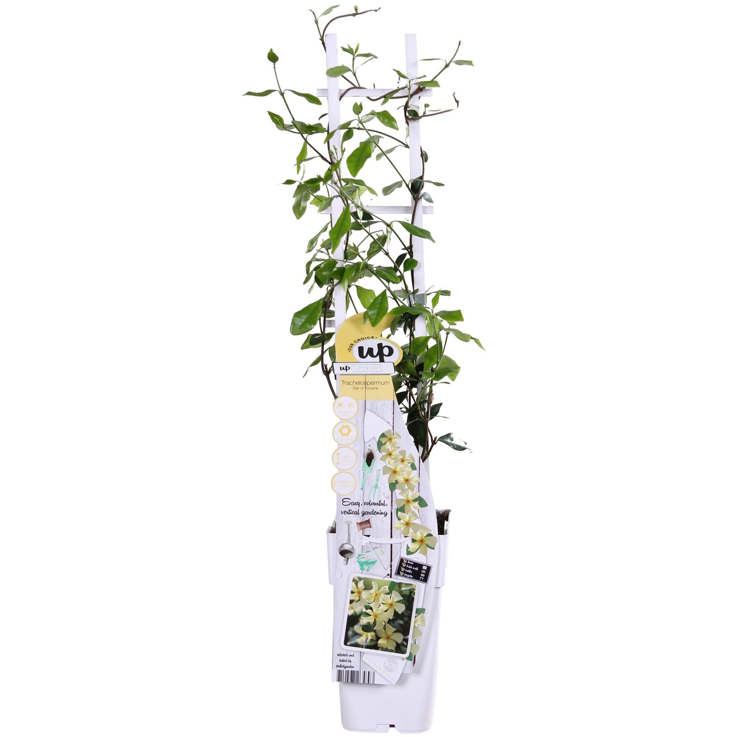 Toskanischer Jasmin Gelb - Trachelospermum &