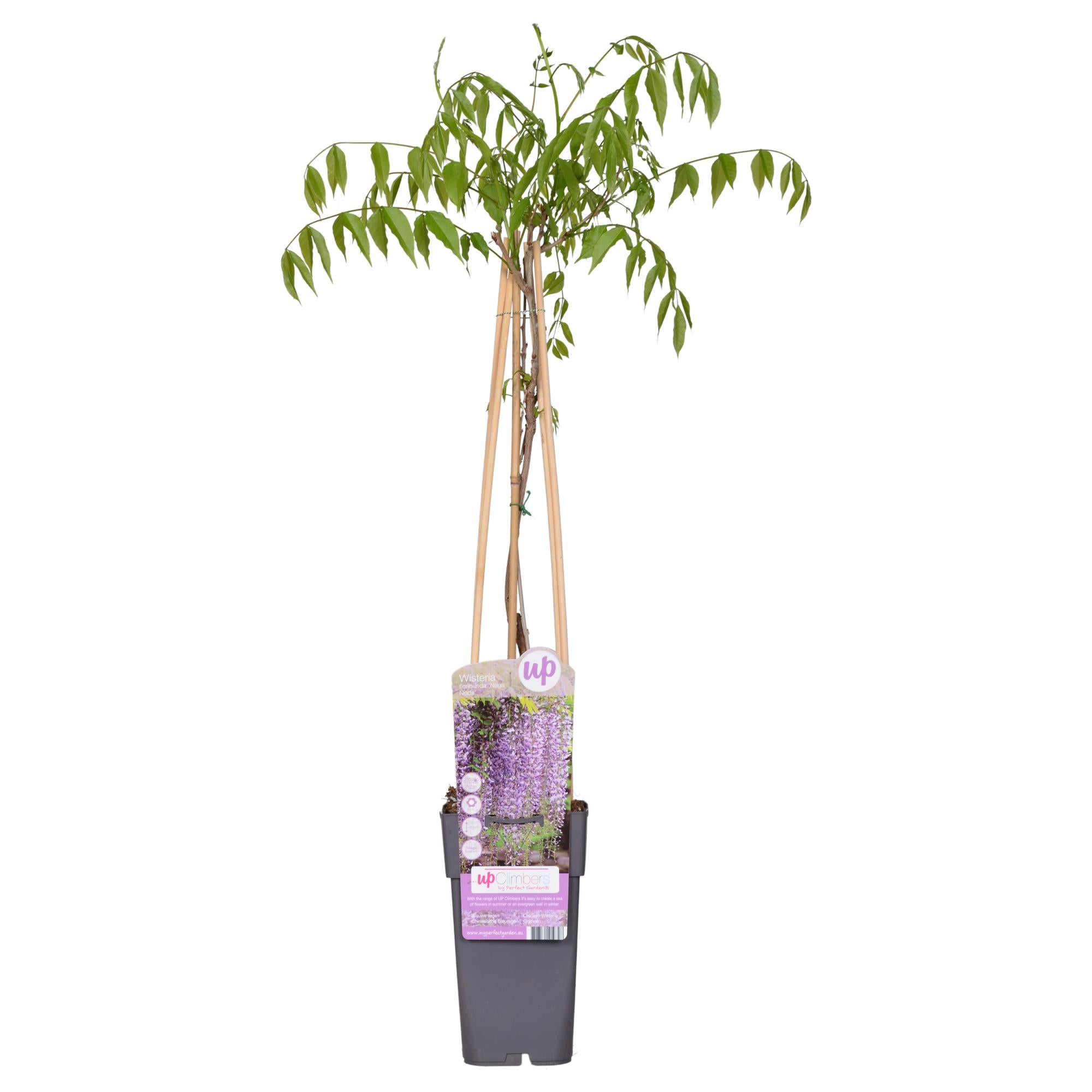 Blauregen - Wisteria floribunda &