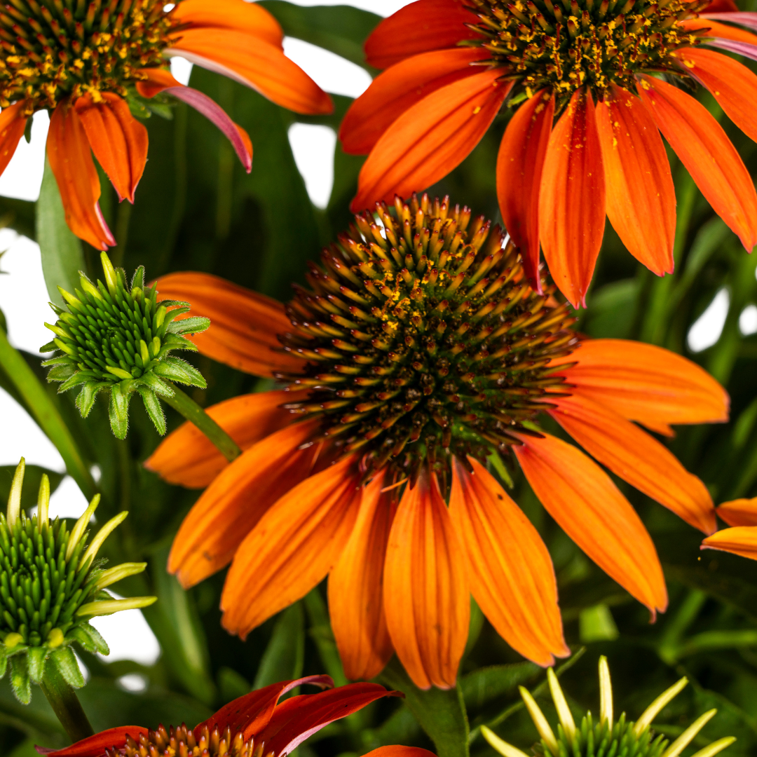 Sonnenhut - Echinacea purpurea Orange Ø19cm - ↕60 - 70cm