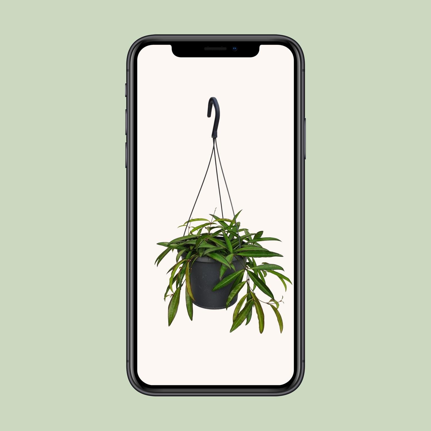 Hoya Bella - Ø19cm - ↕20cm