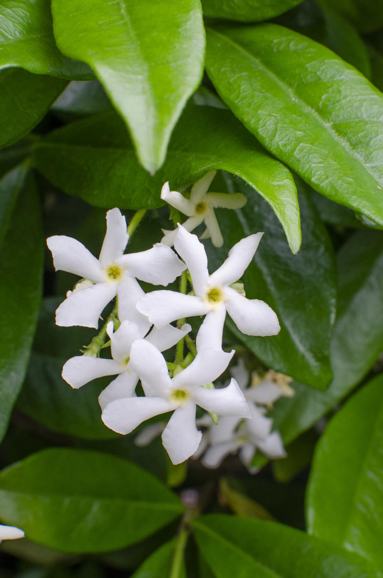 Toskanischer Jasmin Weiß - Trachelospermum &