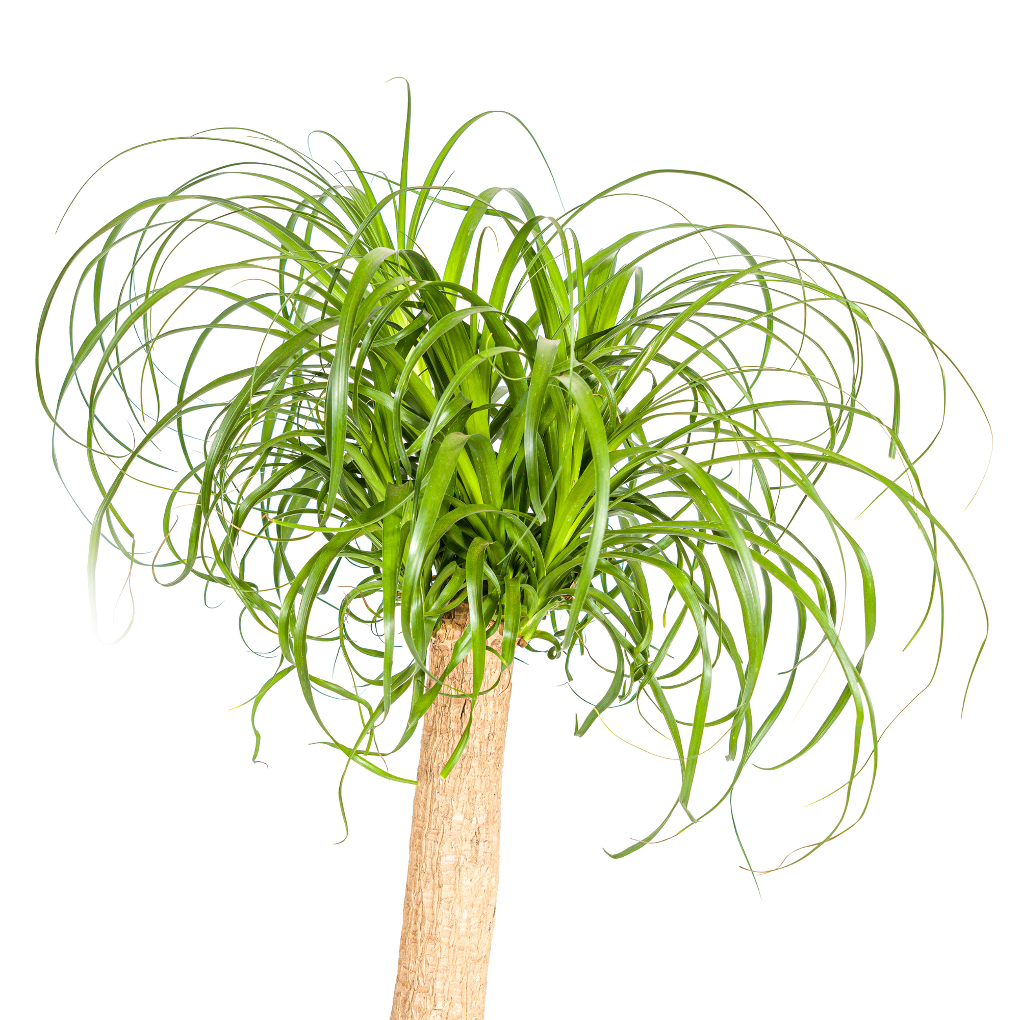 Elefantenfuß XL mit Korb - Beaucarnea Recurvata - Ø24cm - ↕80 - 100cm