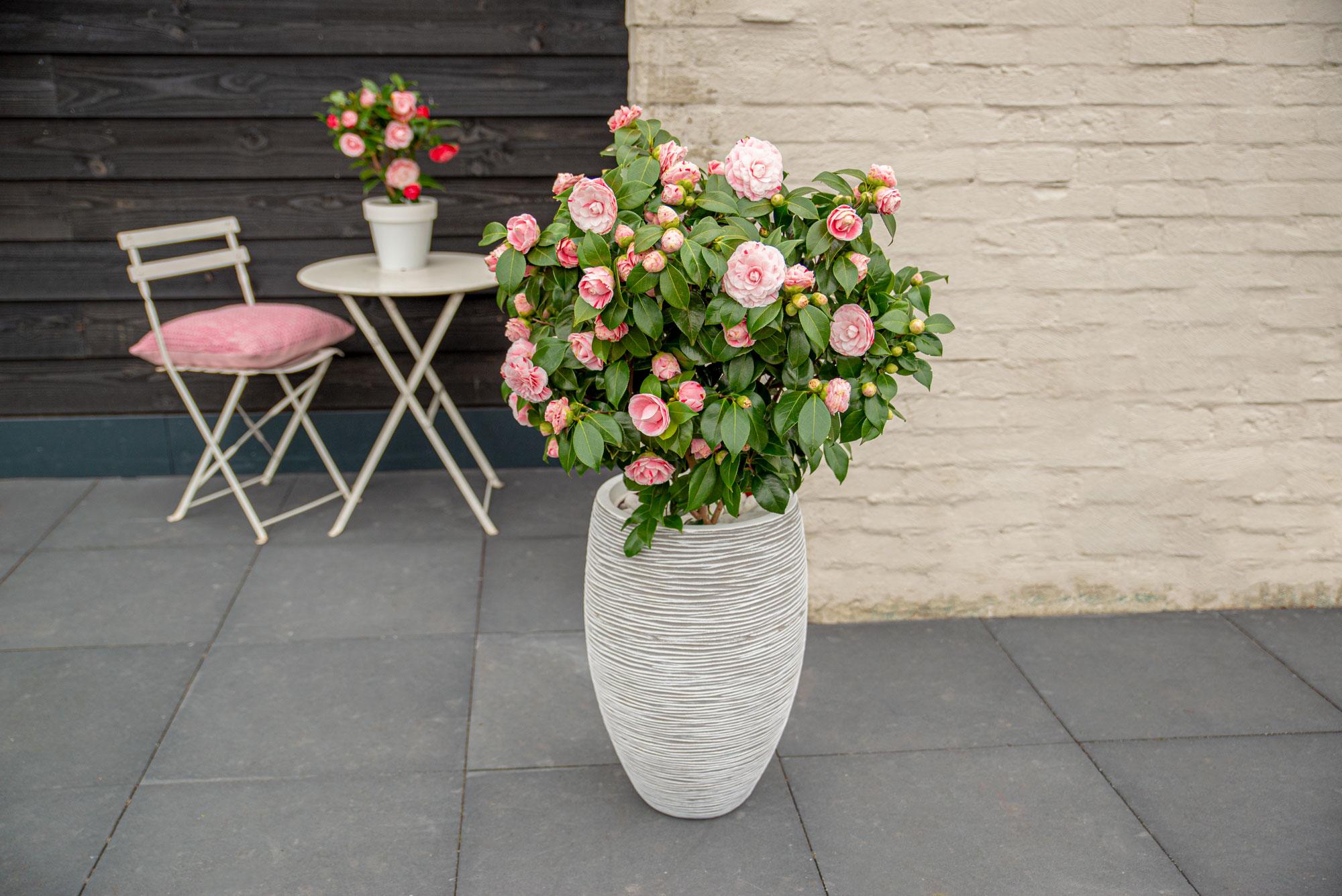 Japanische Kamelie - Bonomiana - Ø19 - ↨65cm