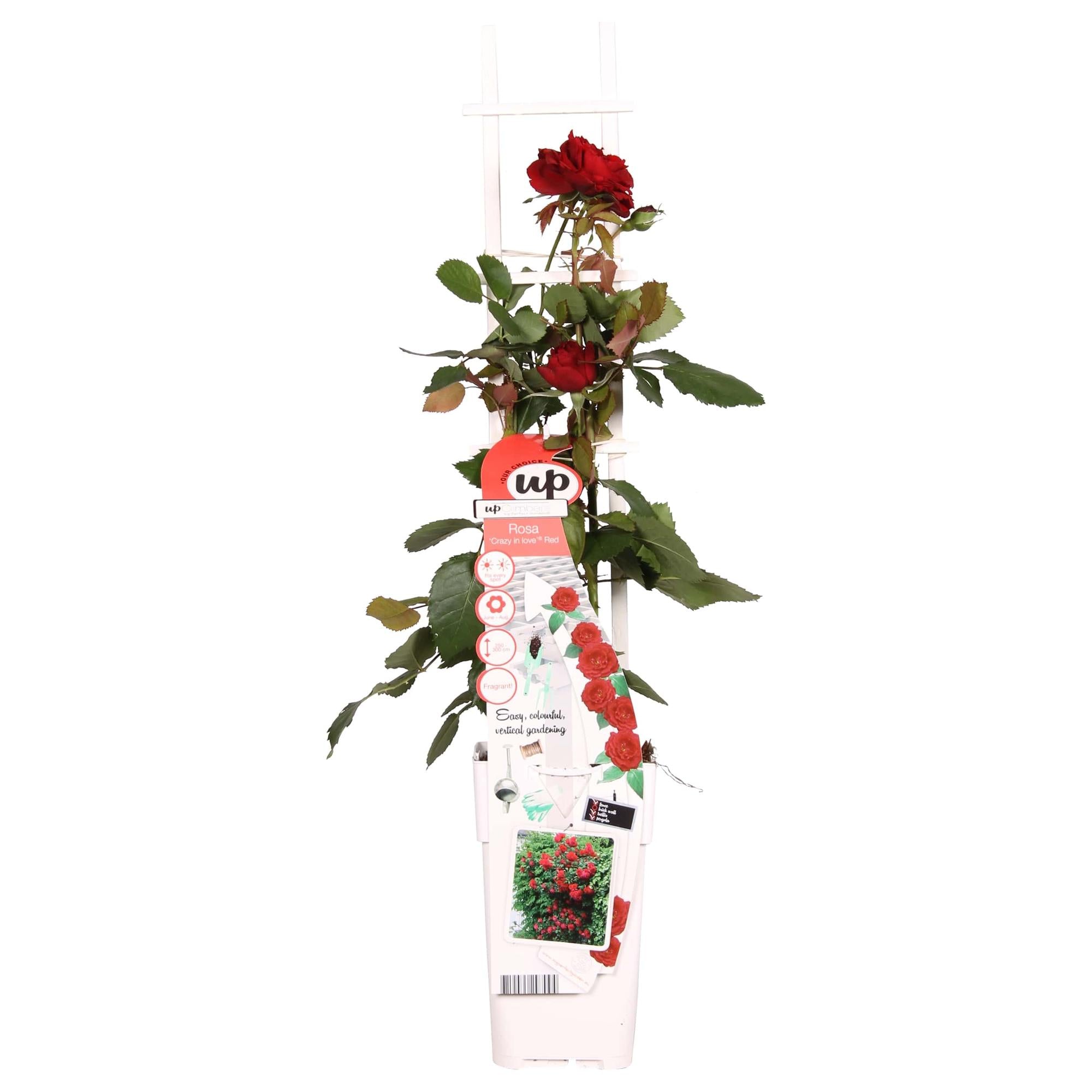 Rosa Crazy in love &