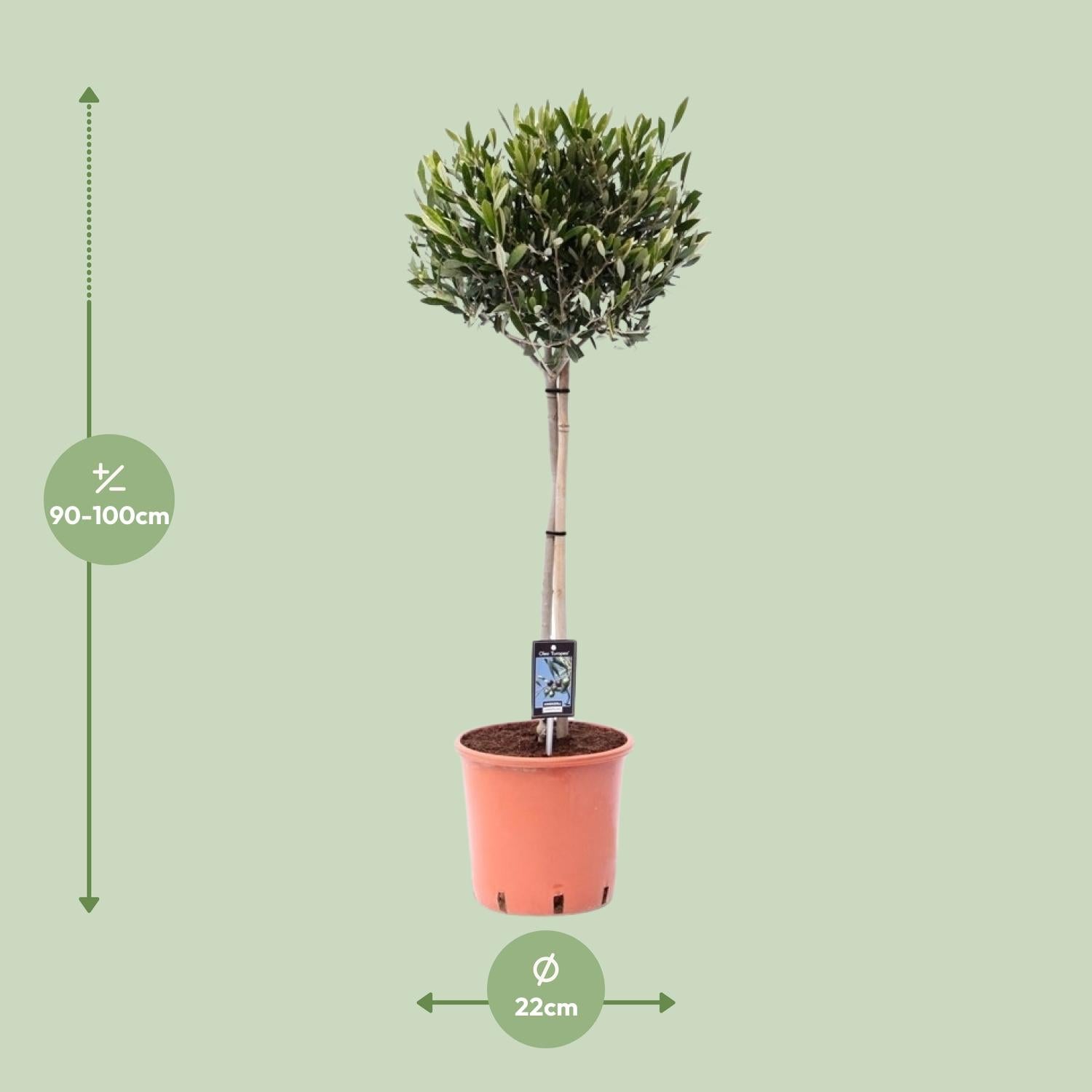 Olivenbaum - Ø22cm - ↕100cm