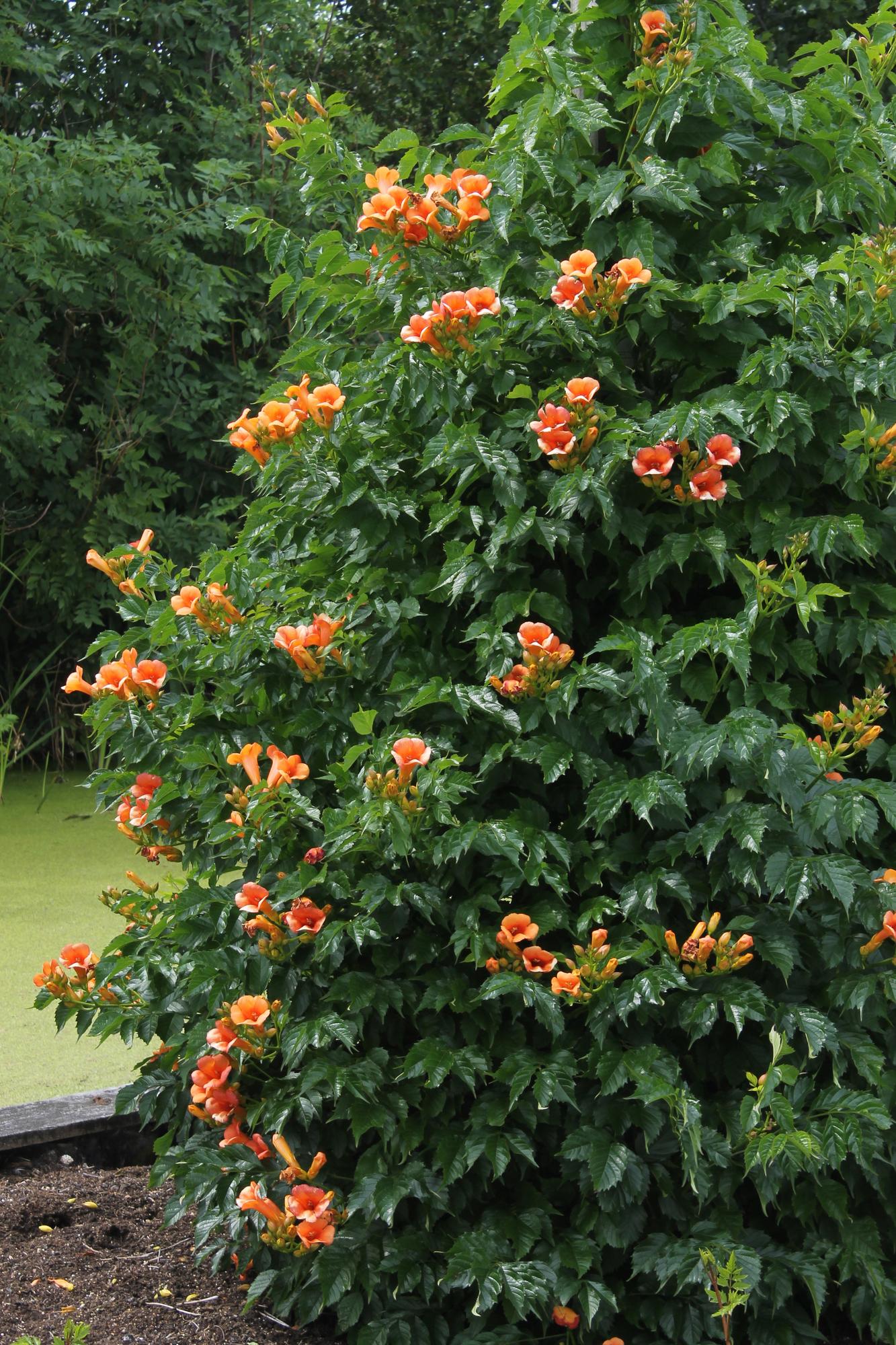Trompetenblume - Campsis Indian Summer Orange - Ø15cm - ↕65cm