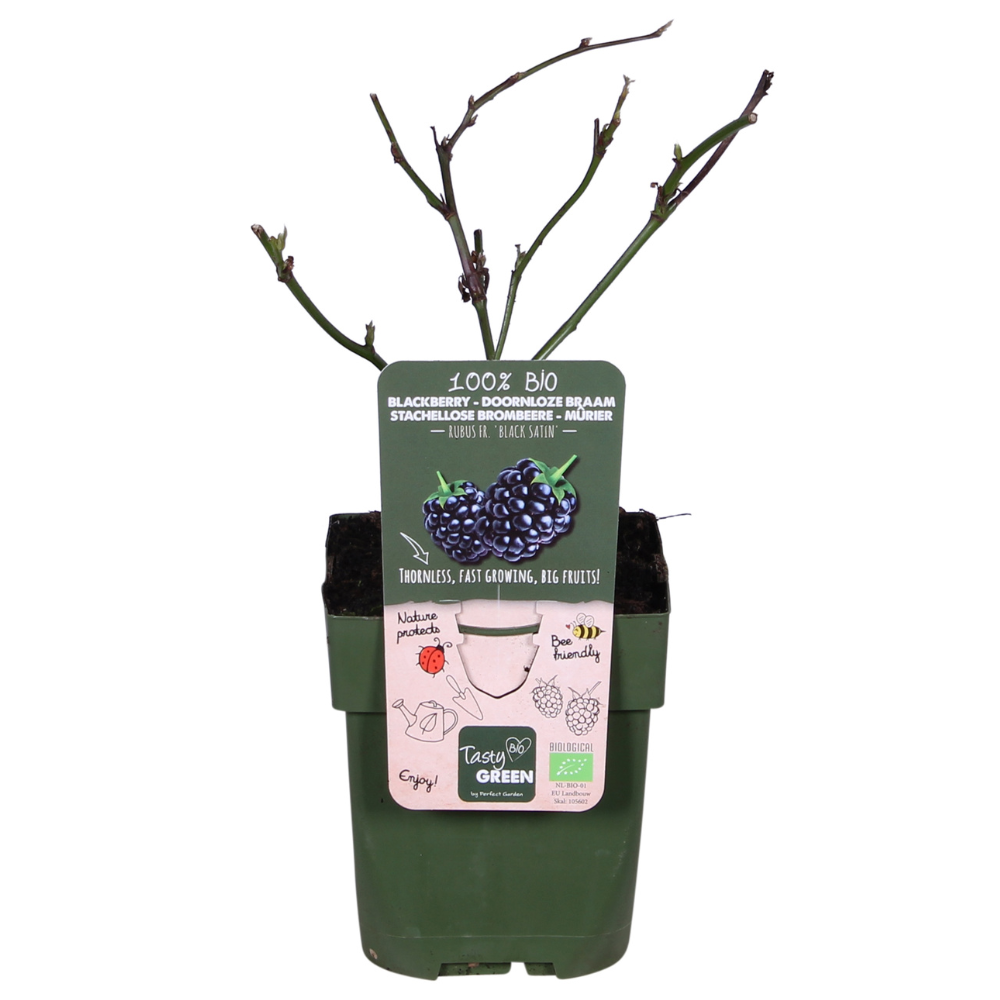 Dornenlose Brombeere - Rubus fruticosus &