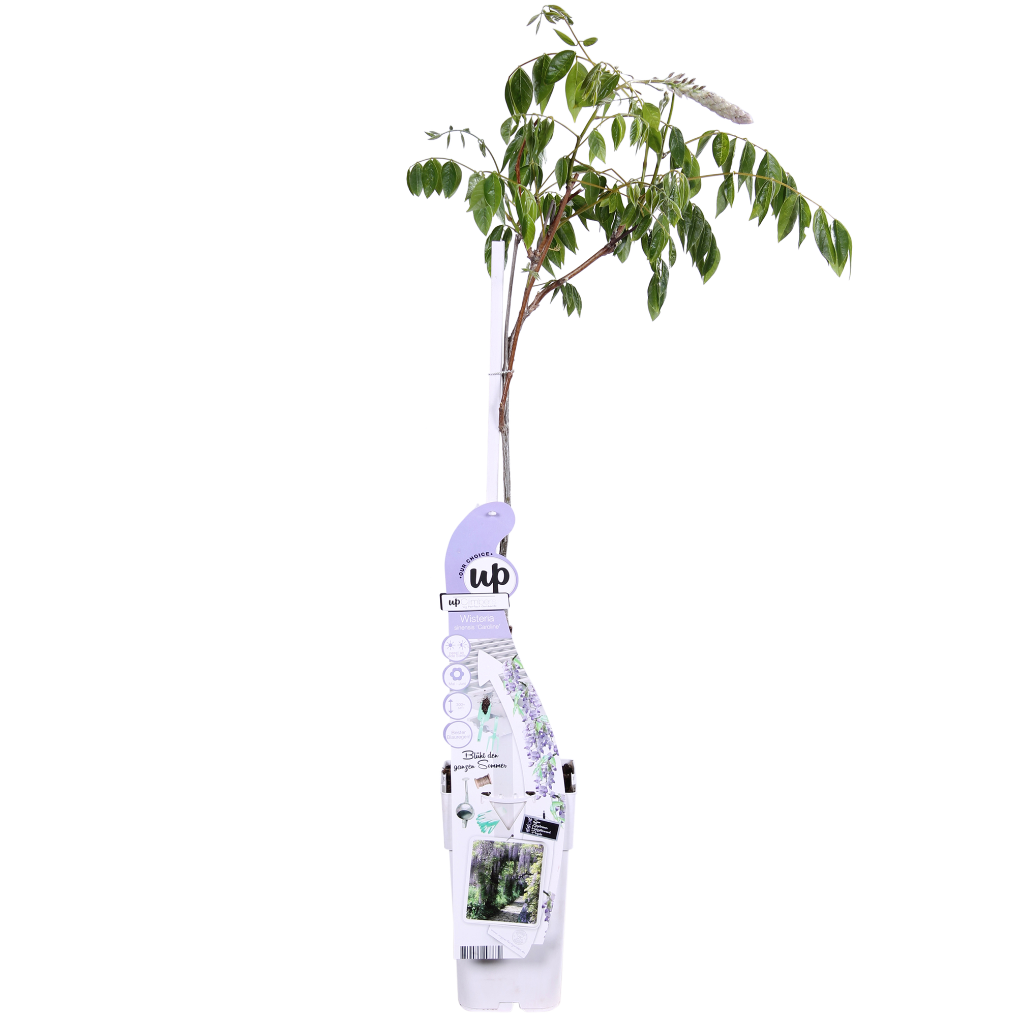 Purpurner Regen - Wisteria sinensis Caroline - Ø15cm - ↕65cm