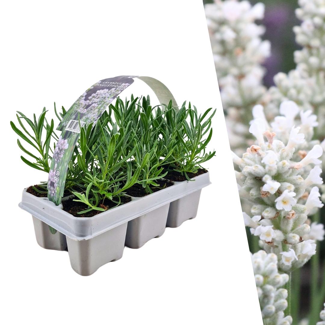 Lavendel weiß (6er Set) - 6 x Ø7 cm - ↕15 cm