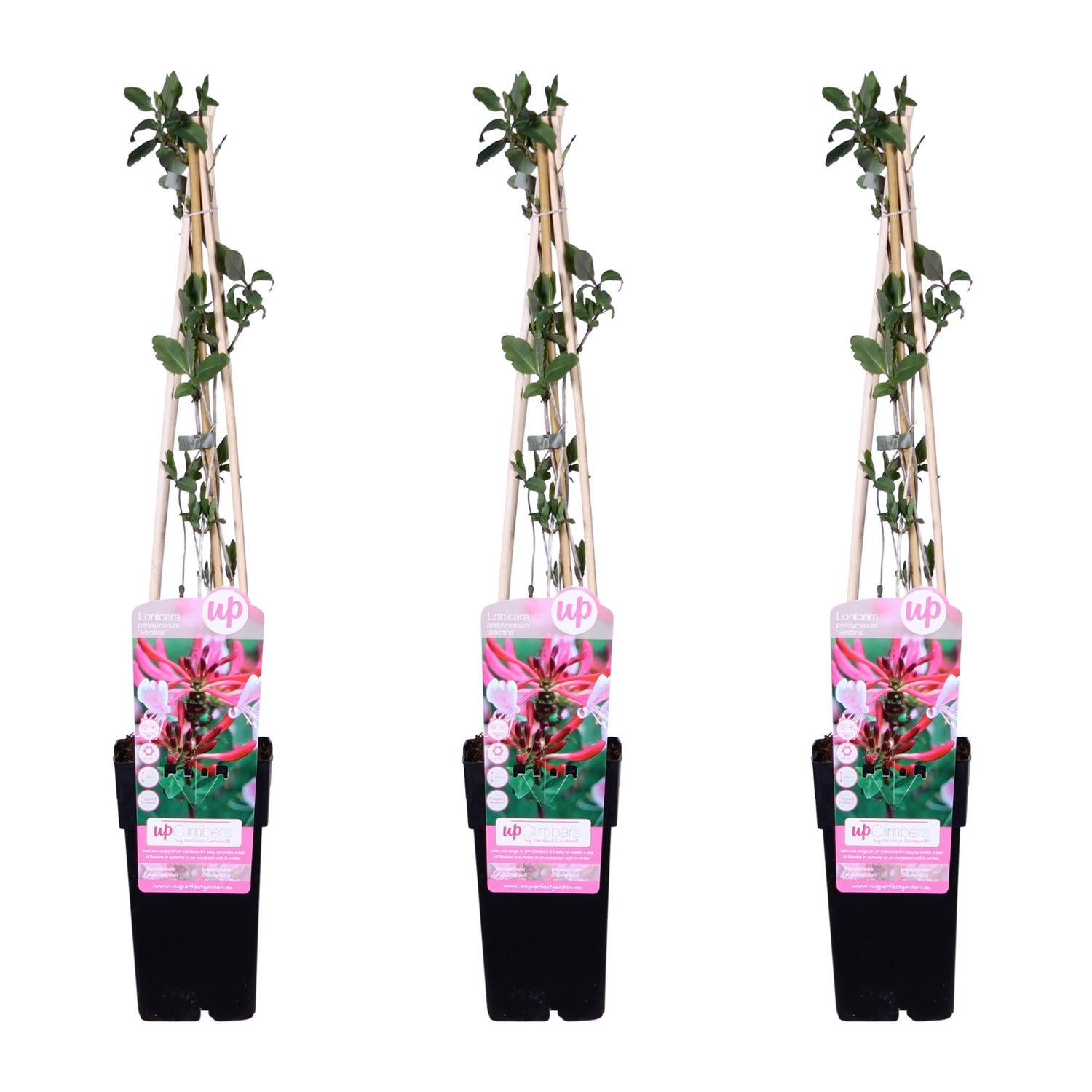 Waldgeißblatt - 3er Set - Lonicera periclymenum &