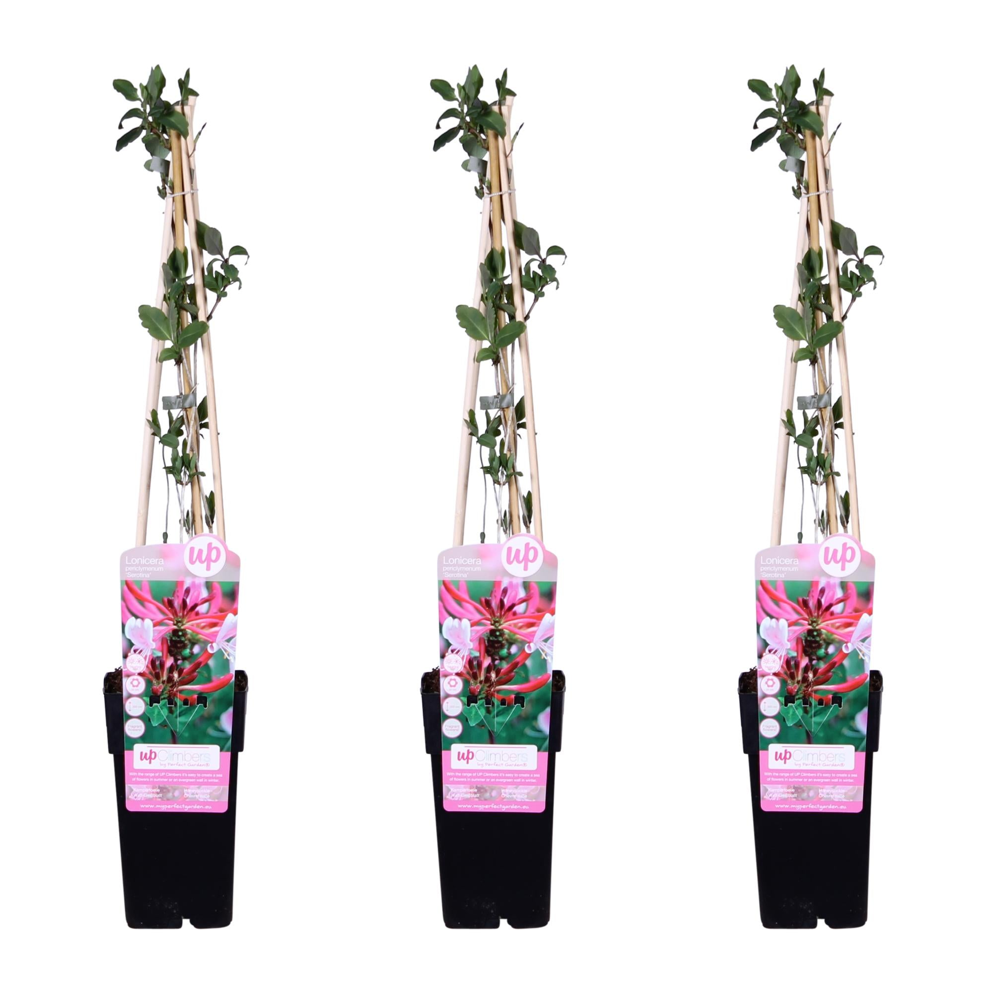 Waldgeißblatt - 3er Set - Lonicera periclymenum &