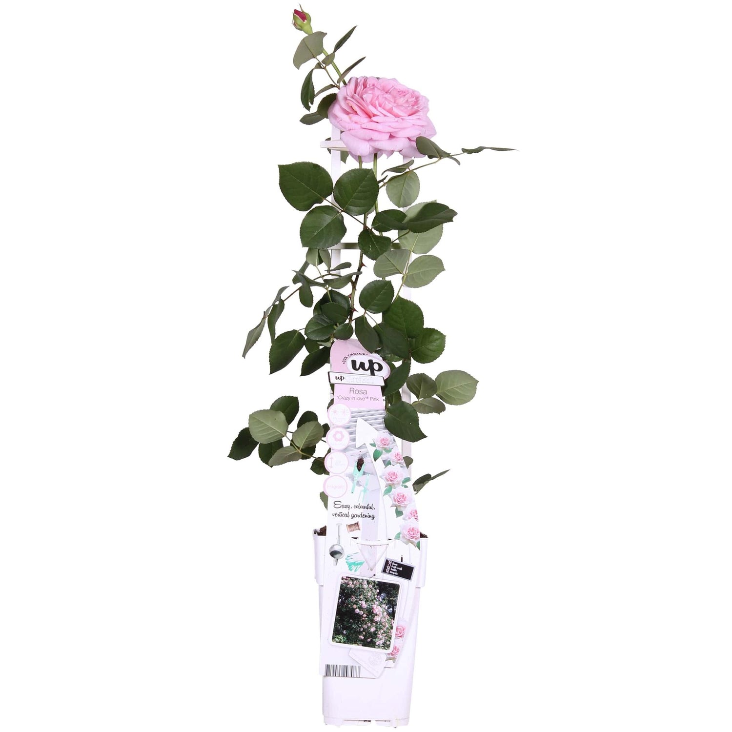 Rosa Crazy in love &
