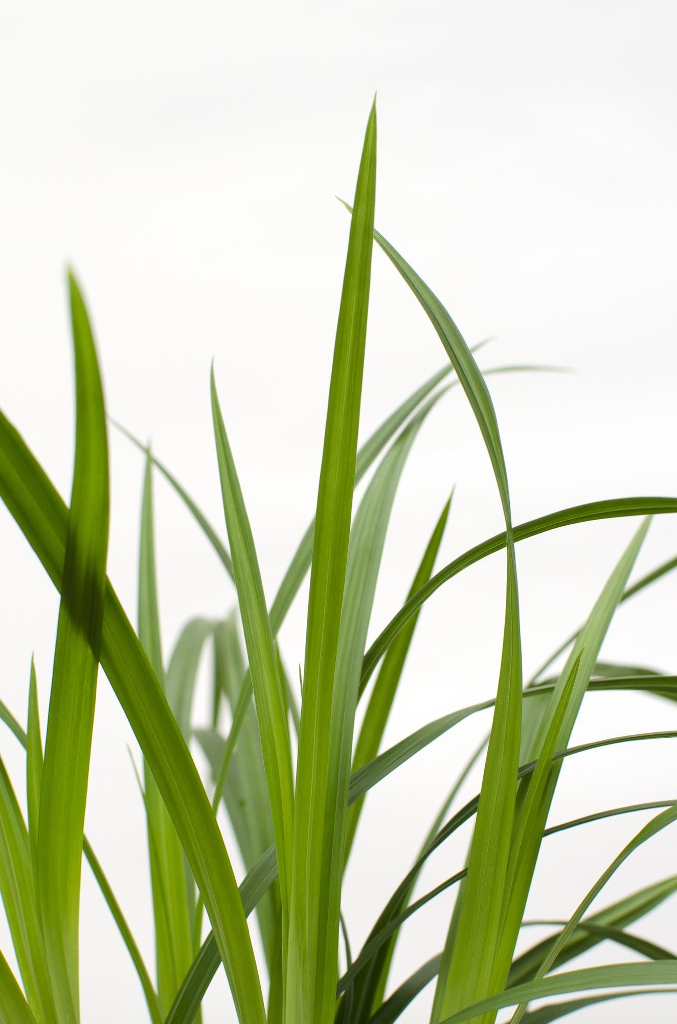 Japan-Segge - Carex morrowii Irish Green